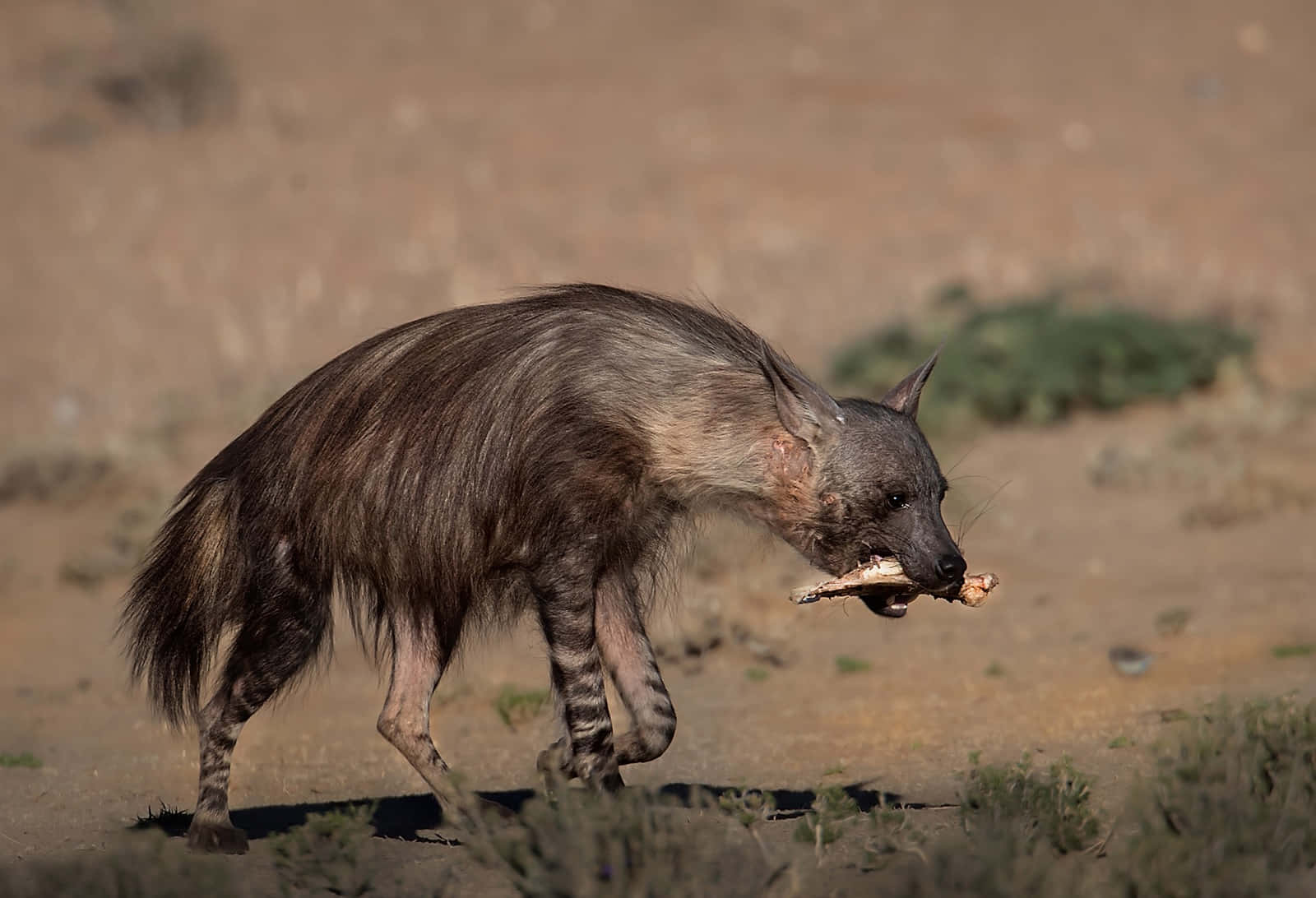 Brown Hyena Carrying Bone Wallpaper