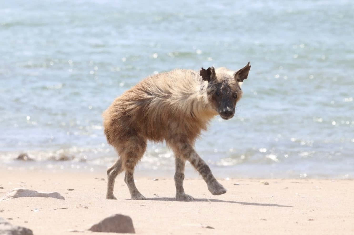 Brown Hyena Coastal Stroll Wallpaper