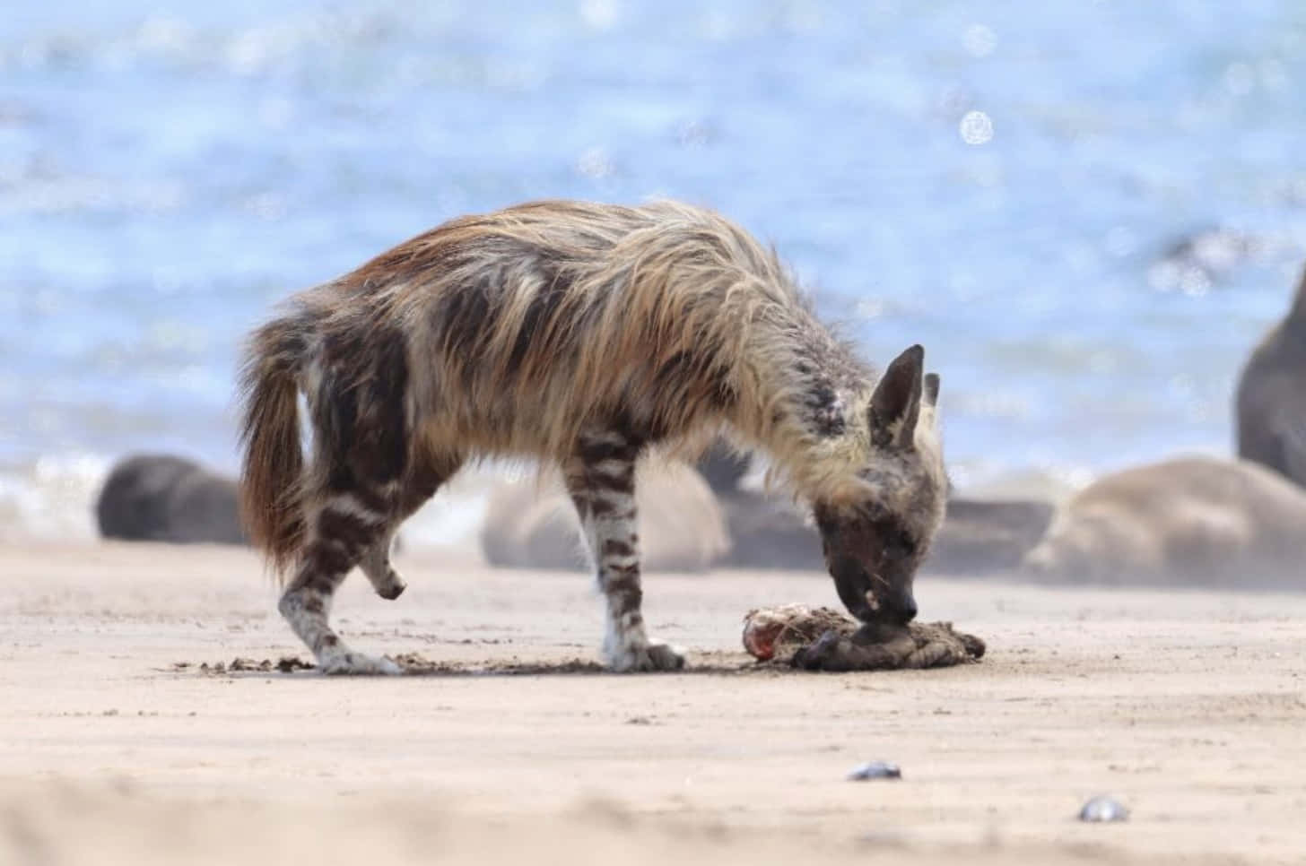 Brown Hyena Feeding On Beach Wallpaper