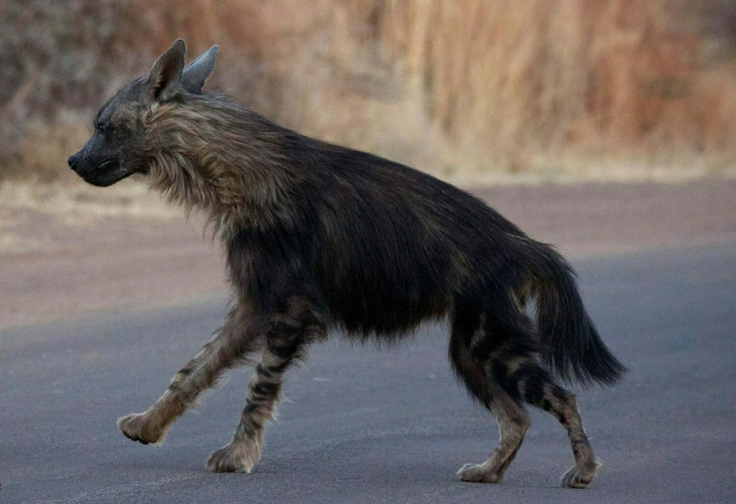 Brown Hyena On The Move.jpg Wallpaper