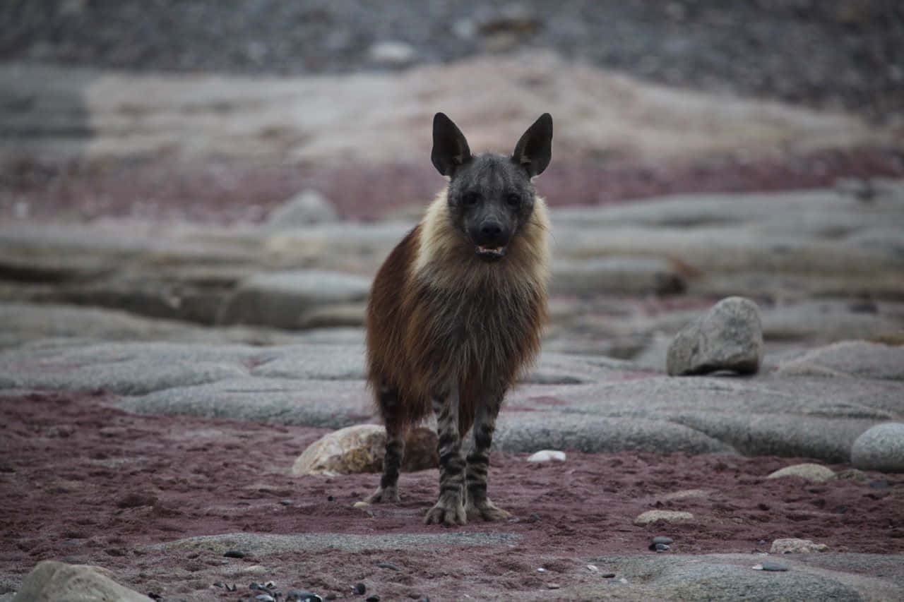 Brown Hyena Standingon Sandy Terrain Wallpaper