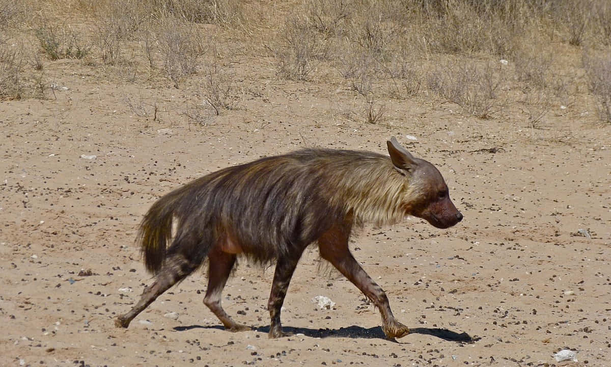 Brown Hyenain Desert Habitat Wallpaper