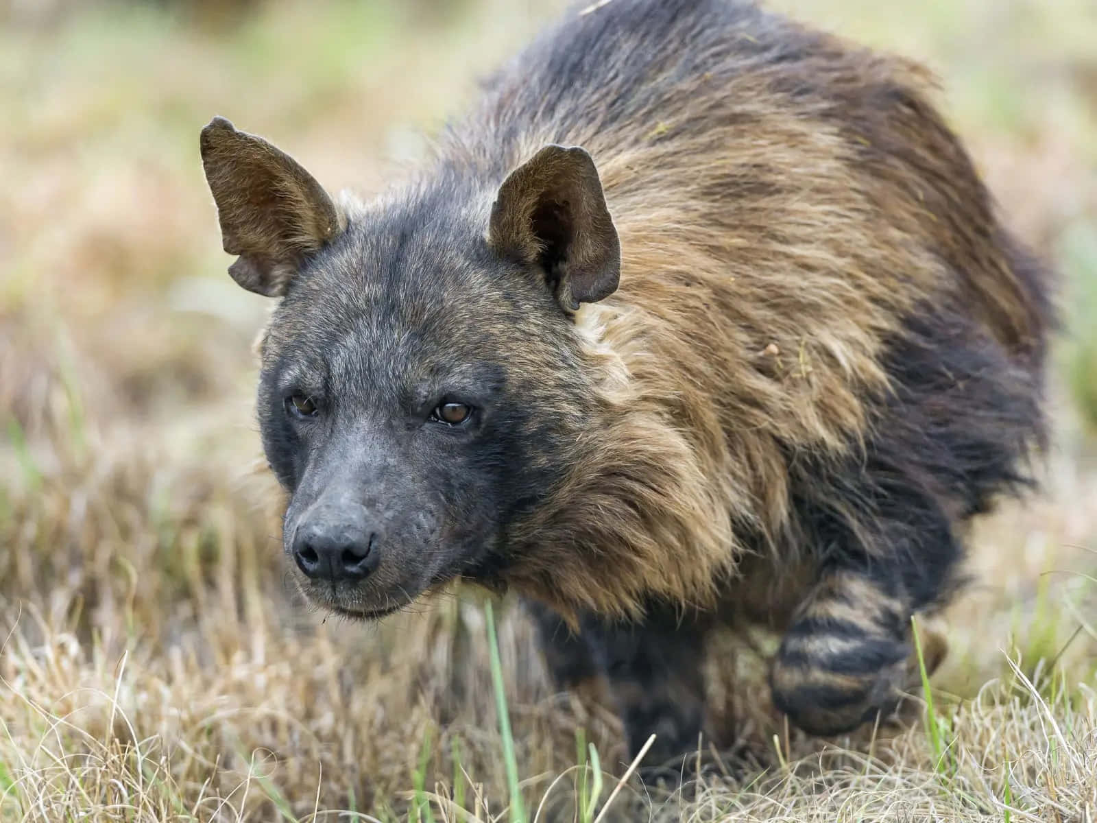 Brown Hyenain Grassland Wallpaper