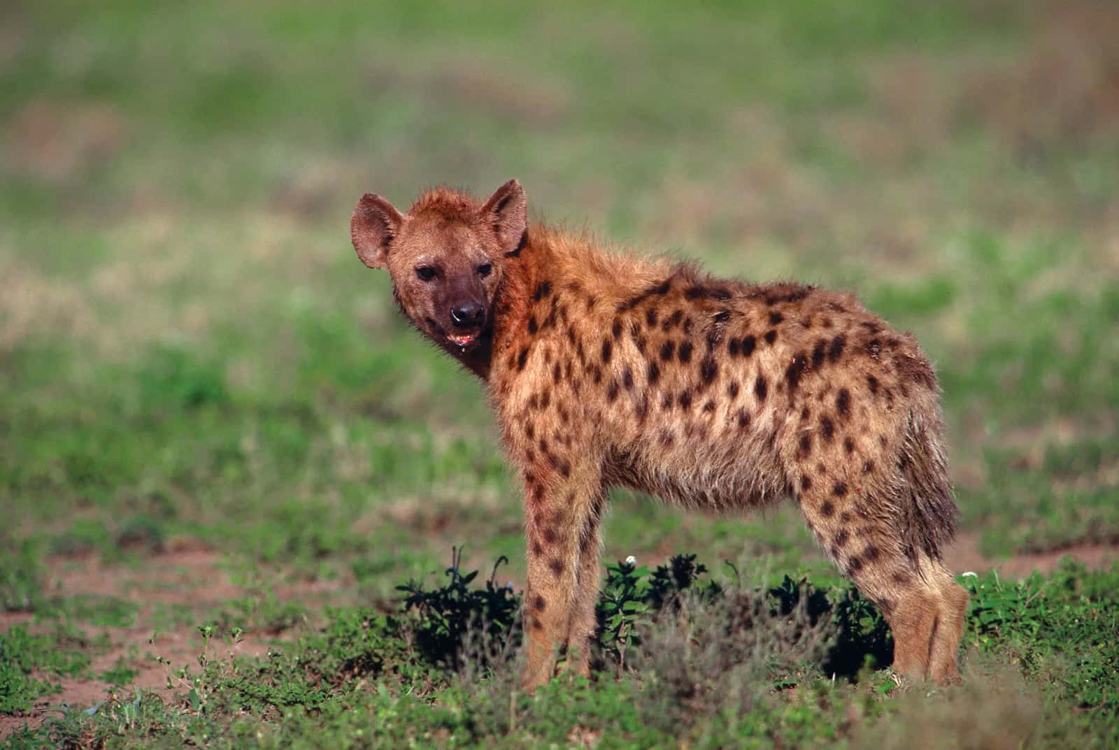 Brown Hyenain Grassland Wallpaper