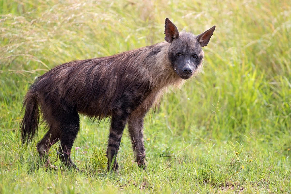 Brown Hyenain Grassland.jpg Wallpaper