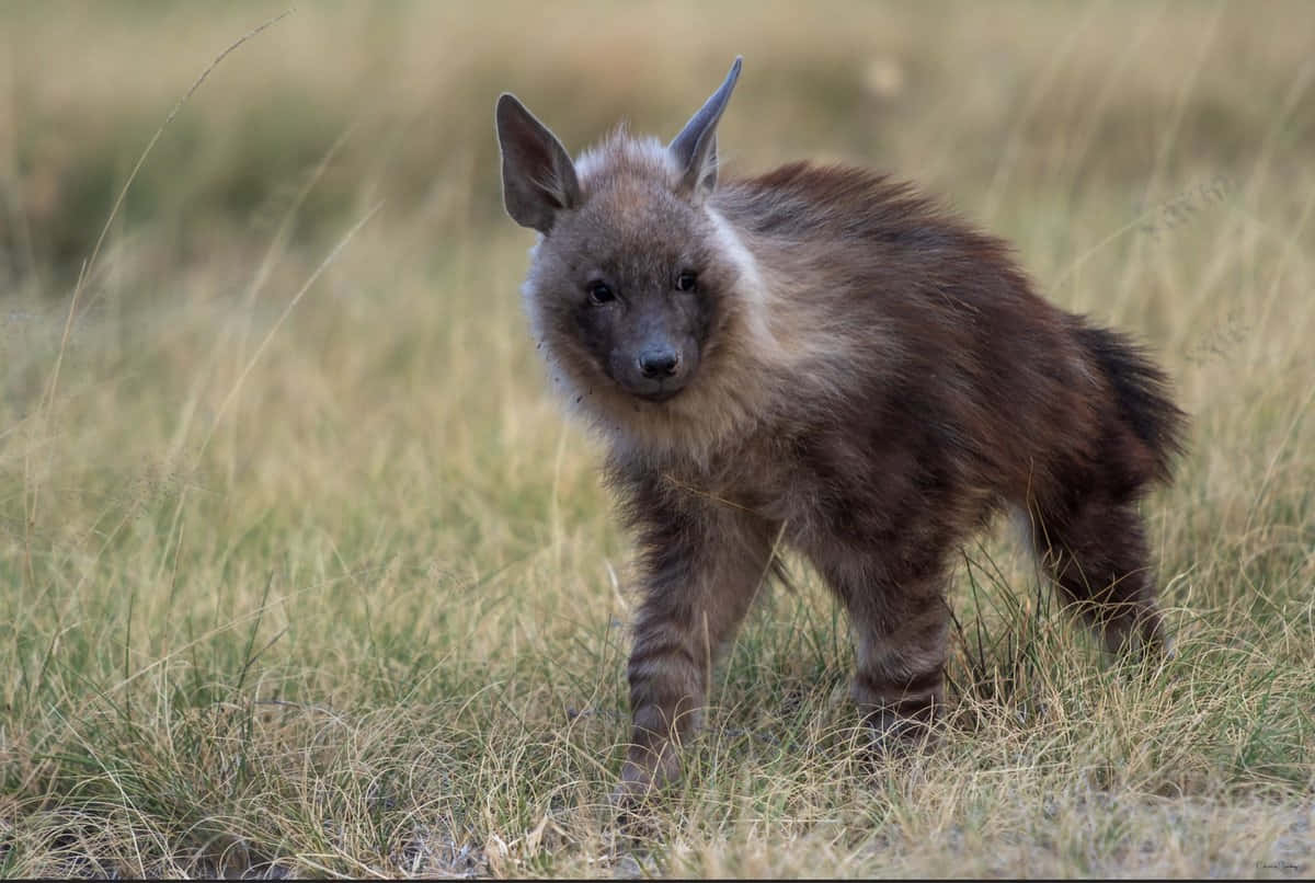 Brown Hyenain Grassland Wallpaper