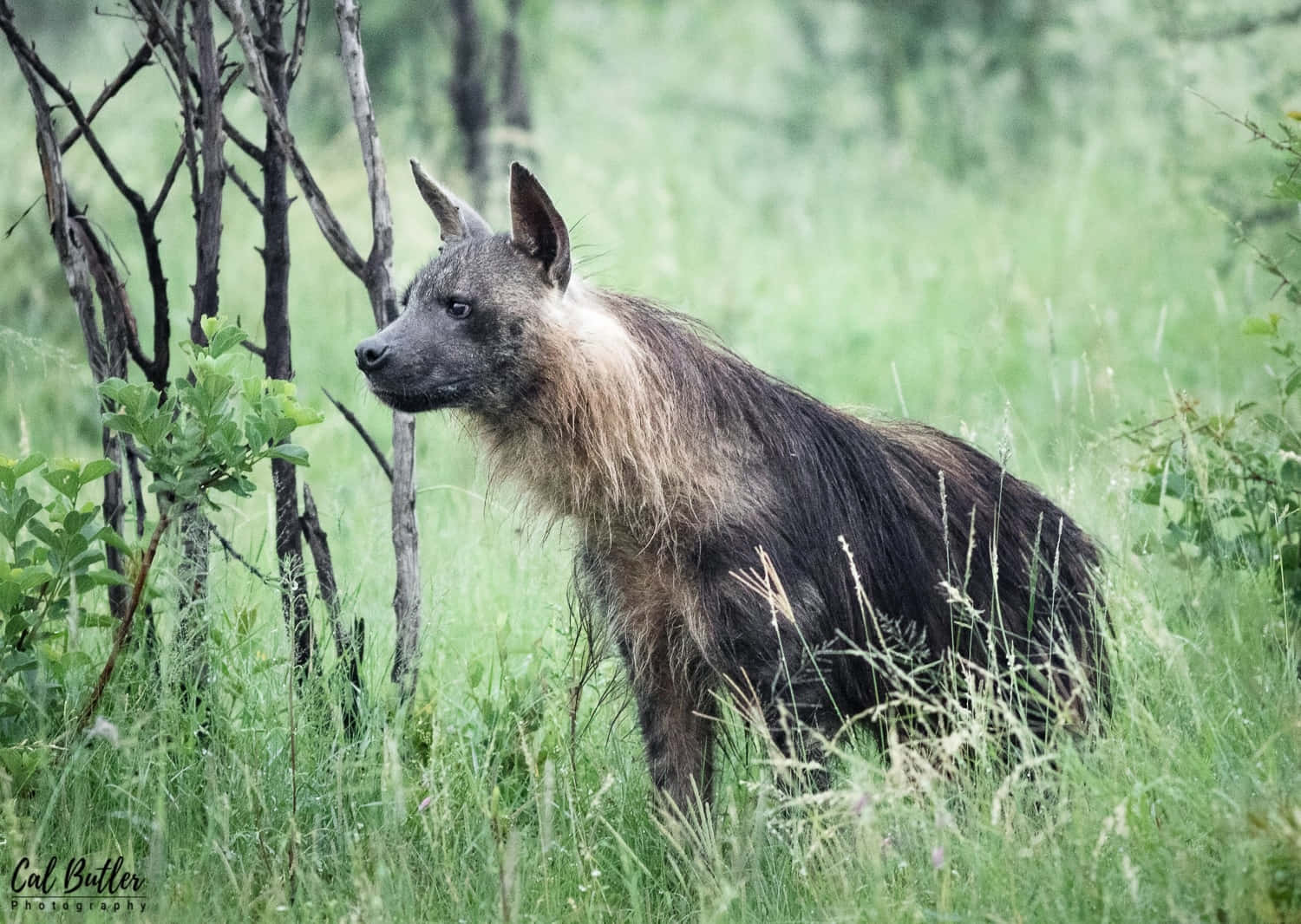 Brown Hyenain Green Grassland.jpg Wallpaper