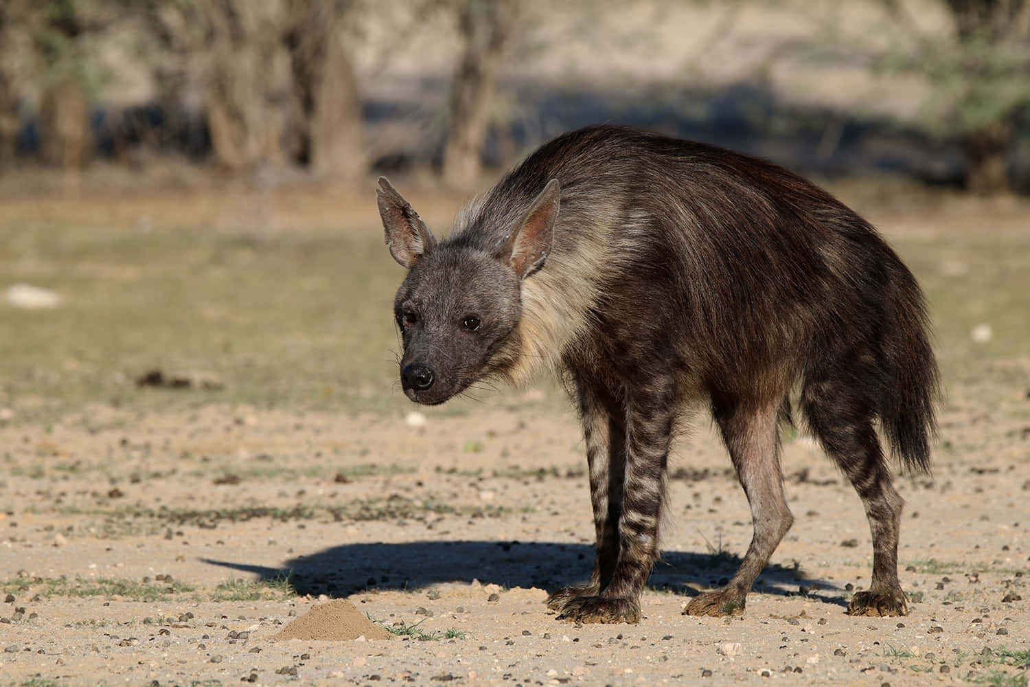 Brown Hyenain Natural Habitat Wallpaper