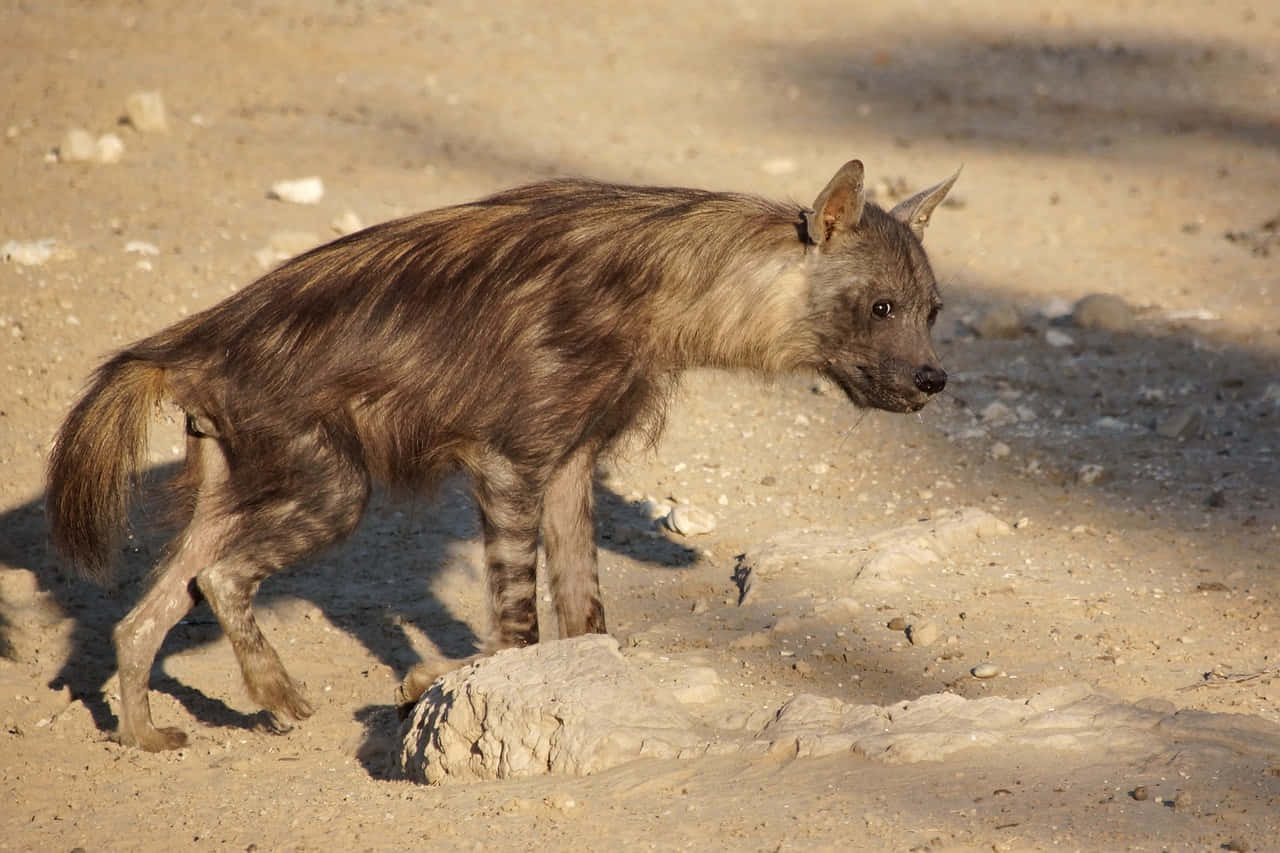 Brown Hyenain Natural Habitat Wallpaper