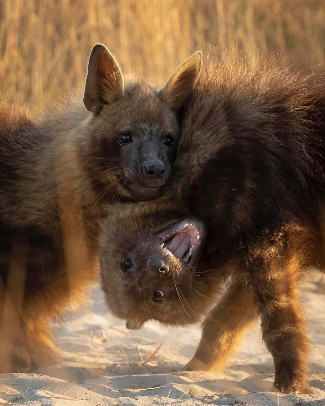 Brown Hyenas Playful Tussle Wallpaper