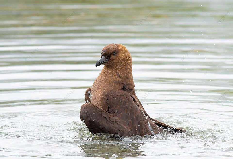 Brown Skua Bathingin Water.jpg Wallpaper