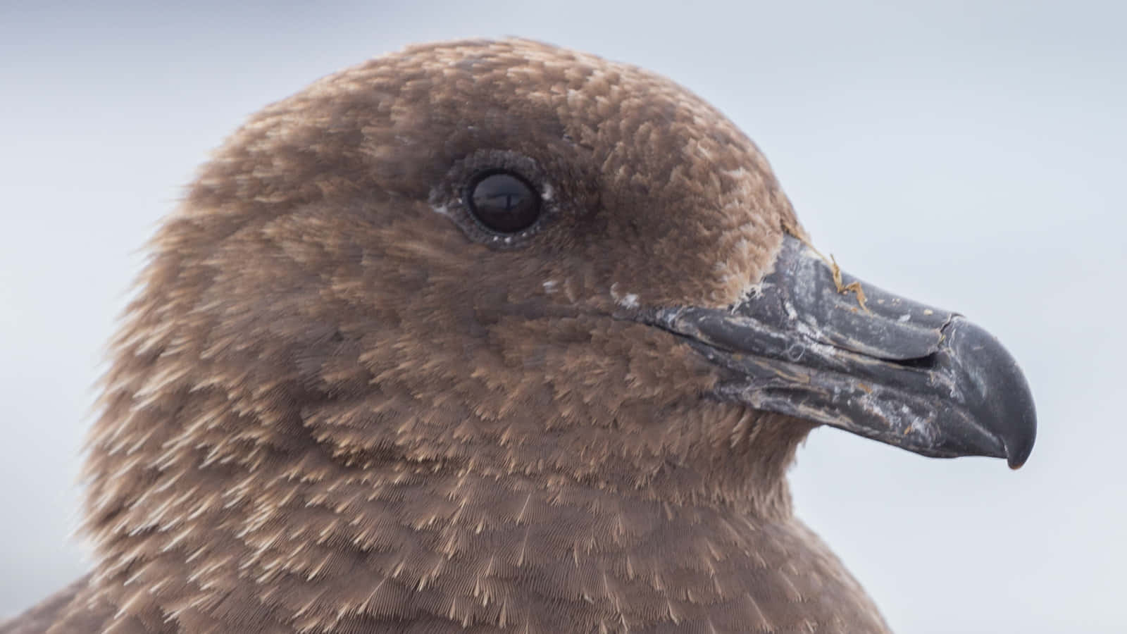 Brown Skua Close Up Portrait Wallpaper