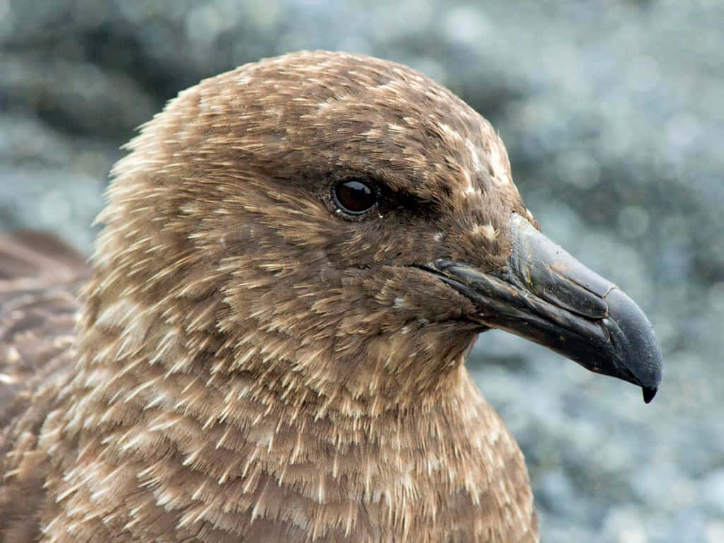 Brown Skua Close Up Portrait Wallpaper