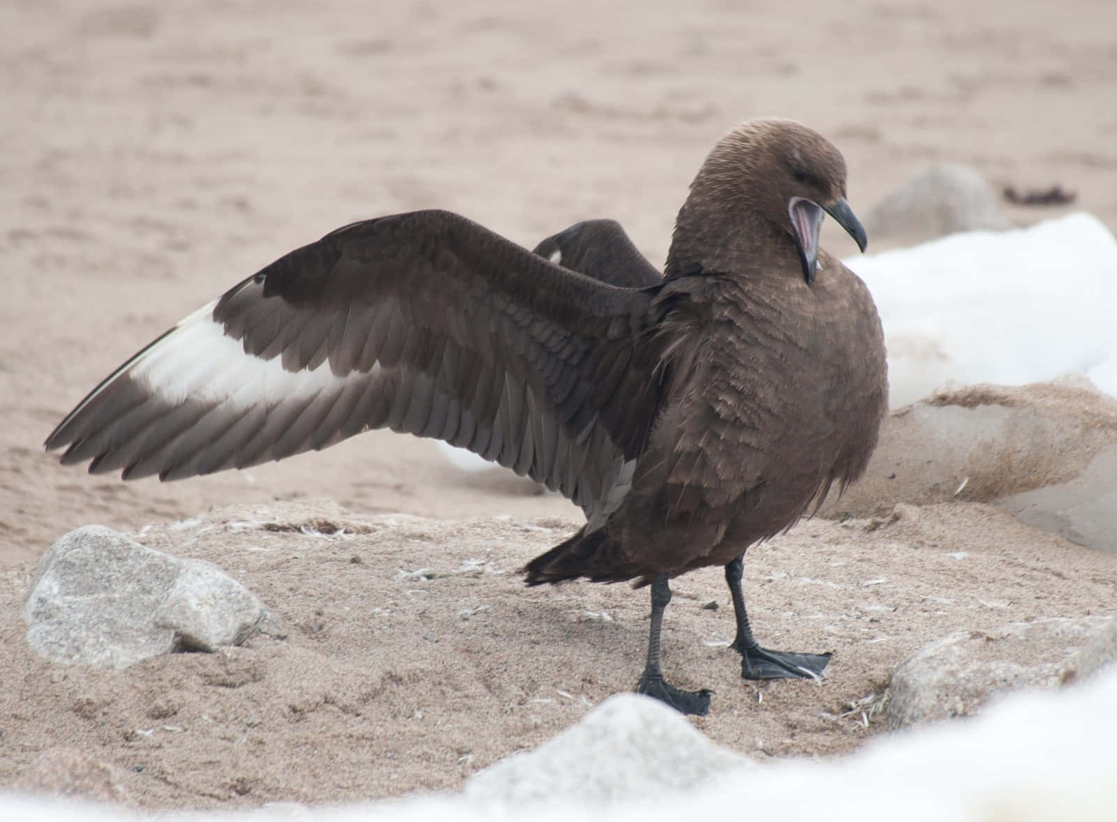 Brown Skua Spreading Wings Wallpaper