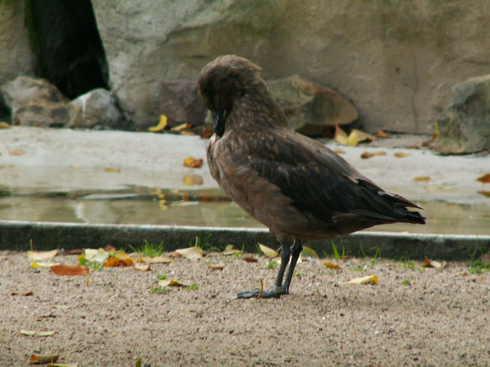 Brown Skua Standing Near Water Wallpaper