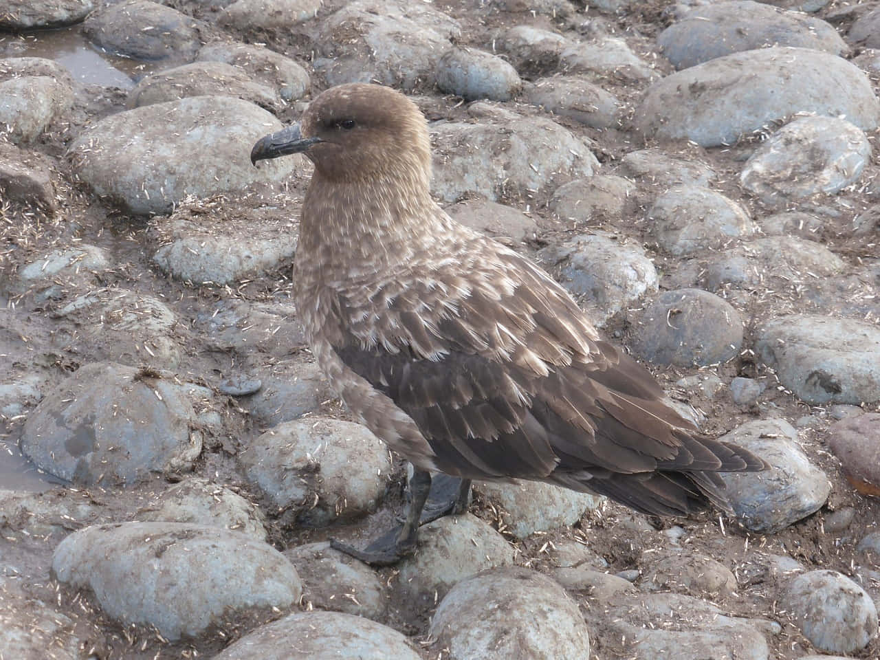 Brown Skua Standingon Rocks Wallpaper