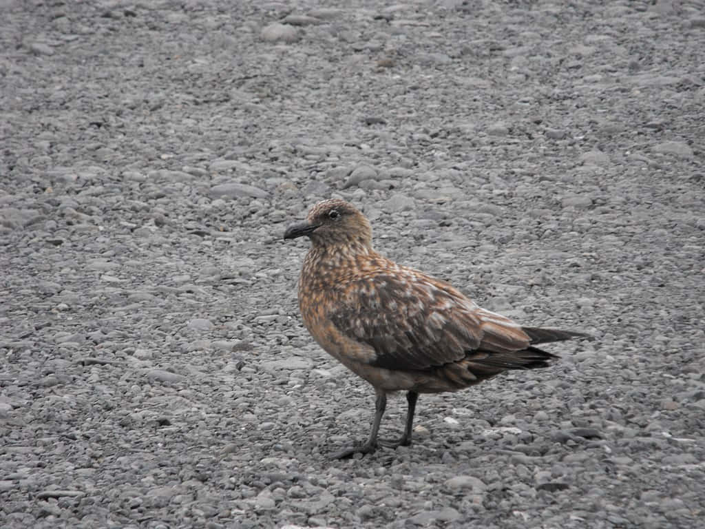 Brown Skua Standingon Rocky Ground Wallpaper