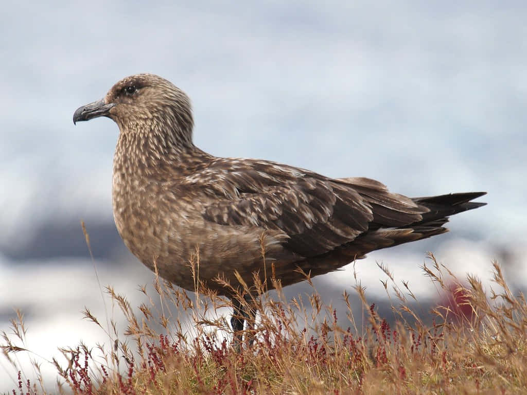 Brown Skuain Natural Habitat.jpg Wallpaper