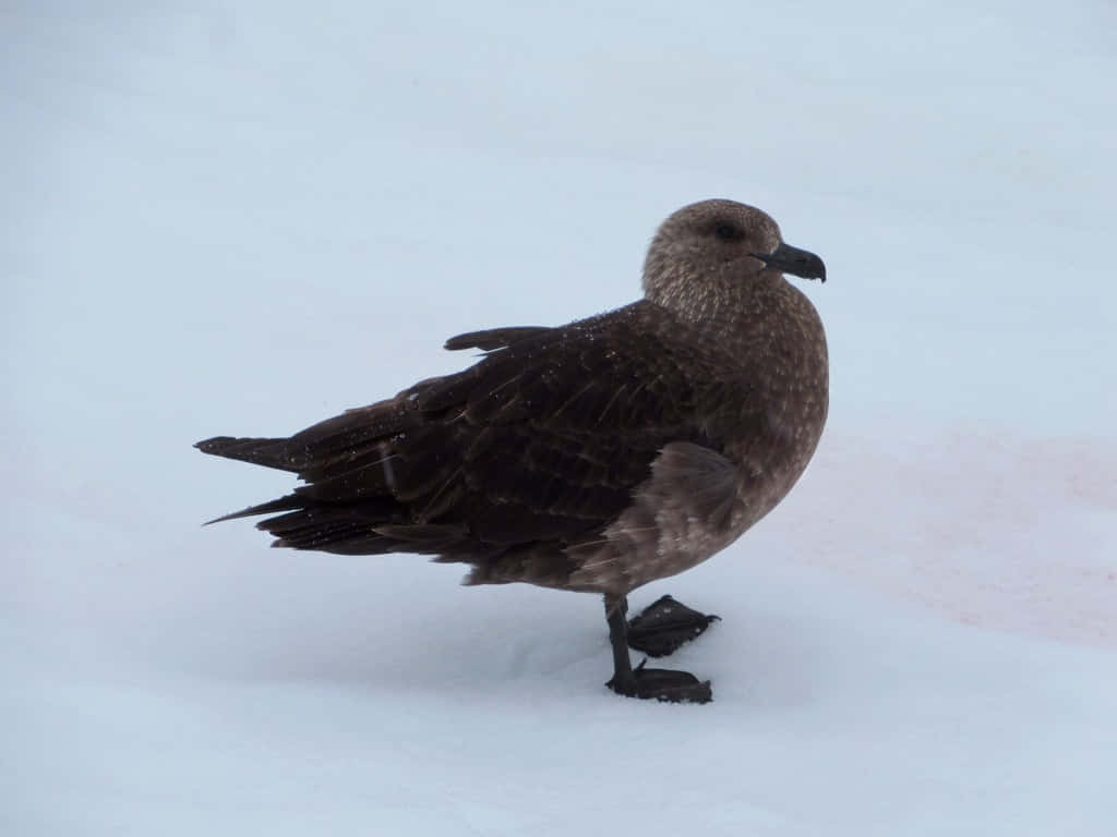 Brown Skuain Snow Wallpaper