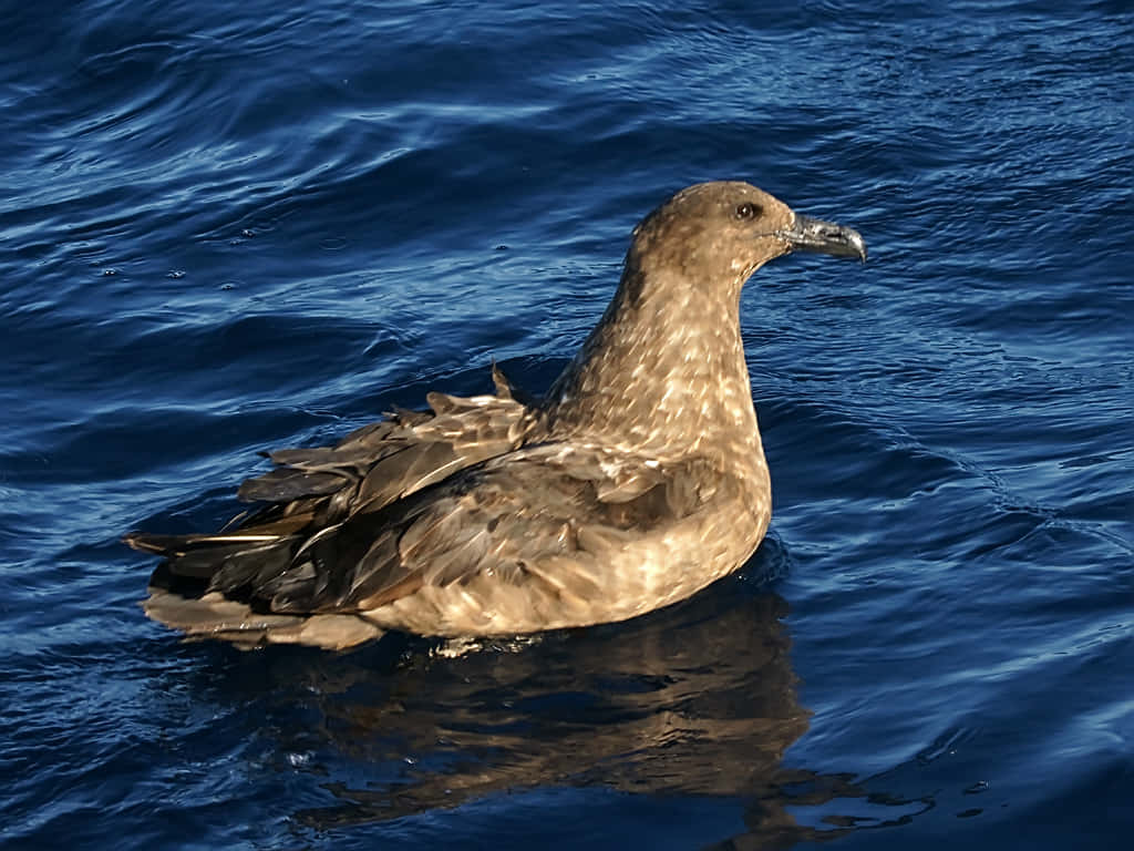 Brown Skuaon Blue Ocean Wallpaper