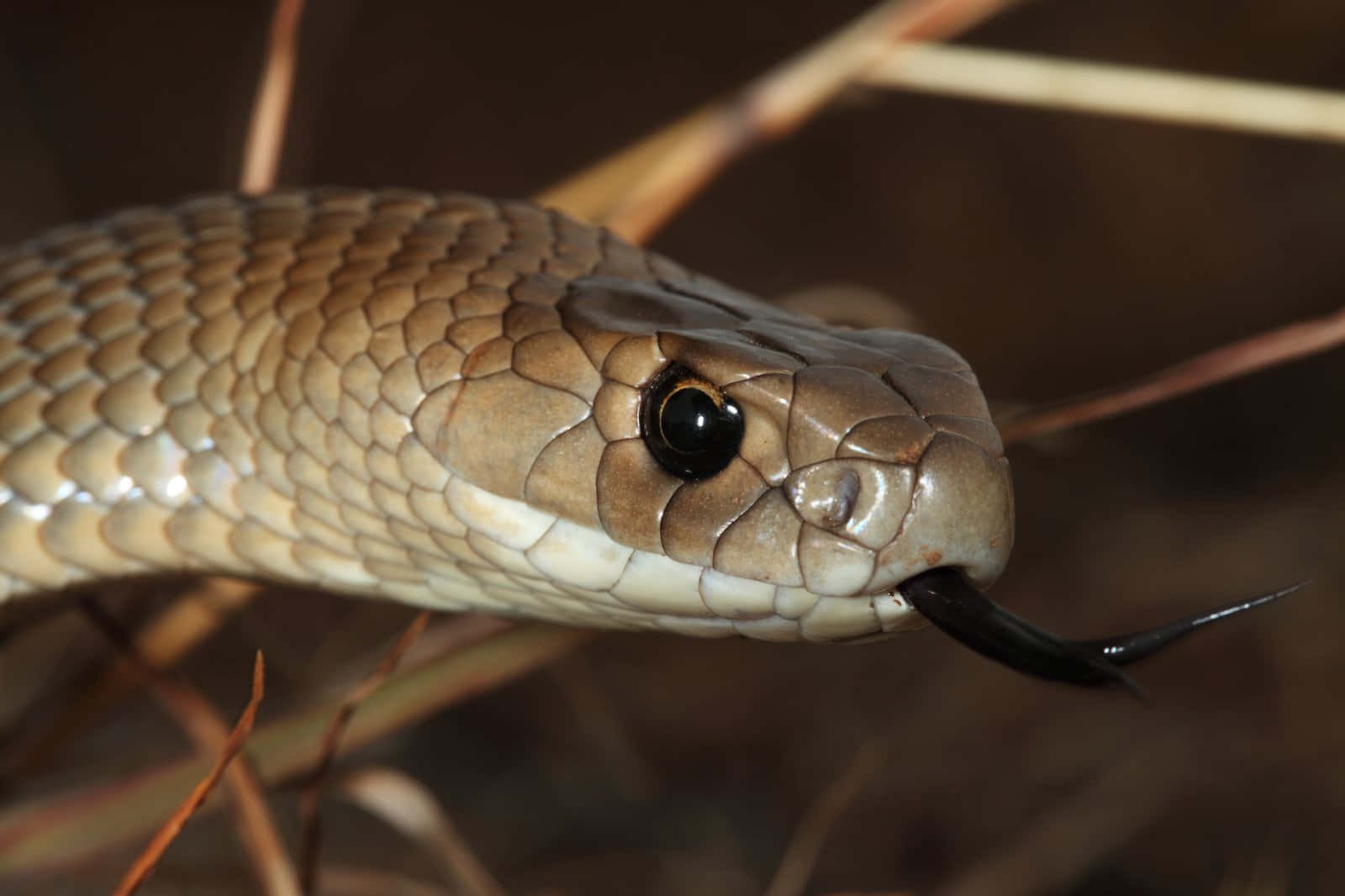 Brown Snake Up Close Wallpaper