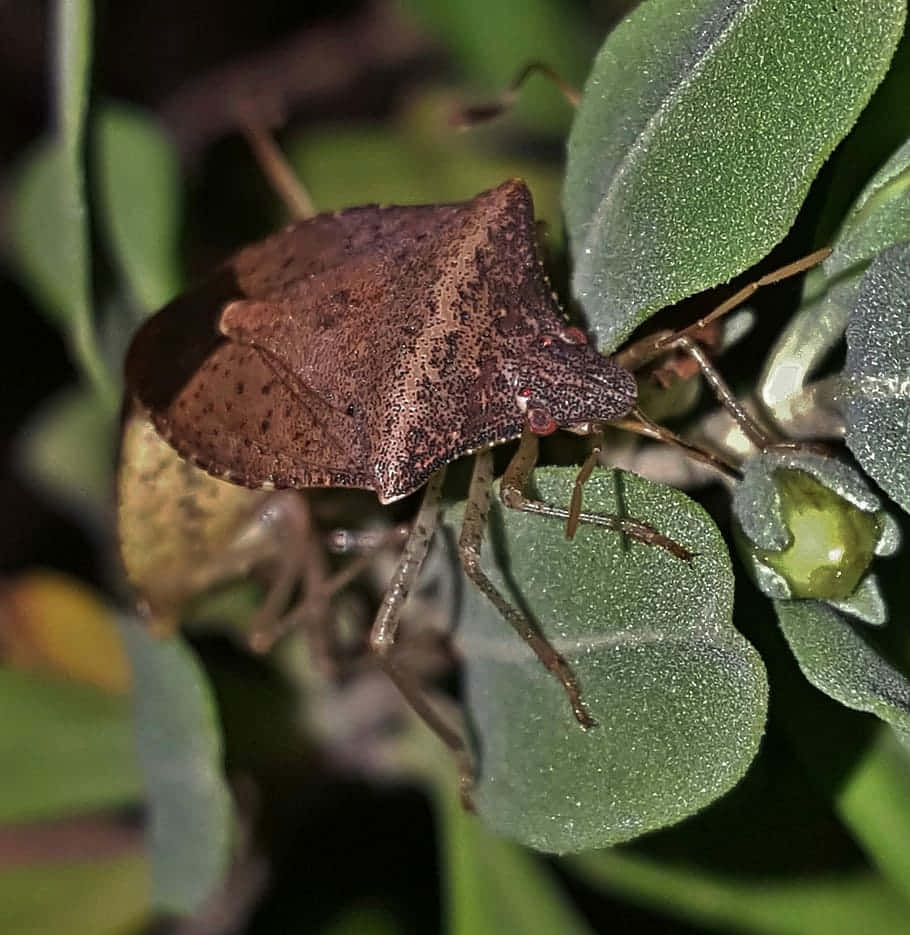 Brown Stink Bug On Leaf.jpg Wallpaper