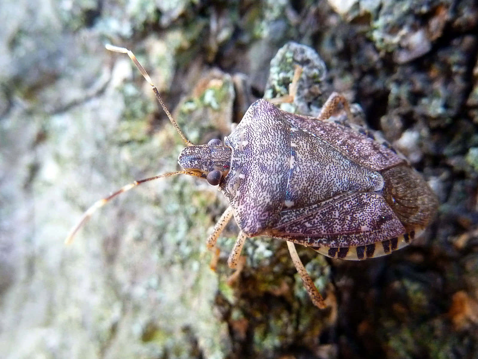 Brown Stink Bug On Tree Bark Wallpaper