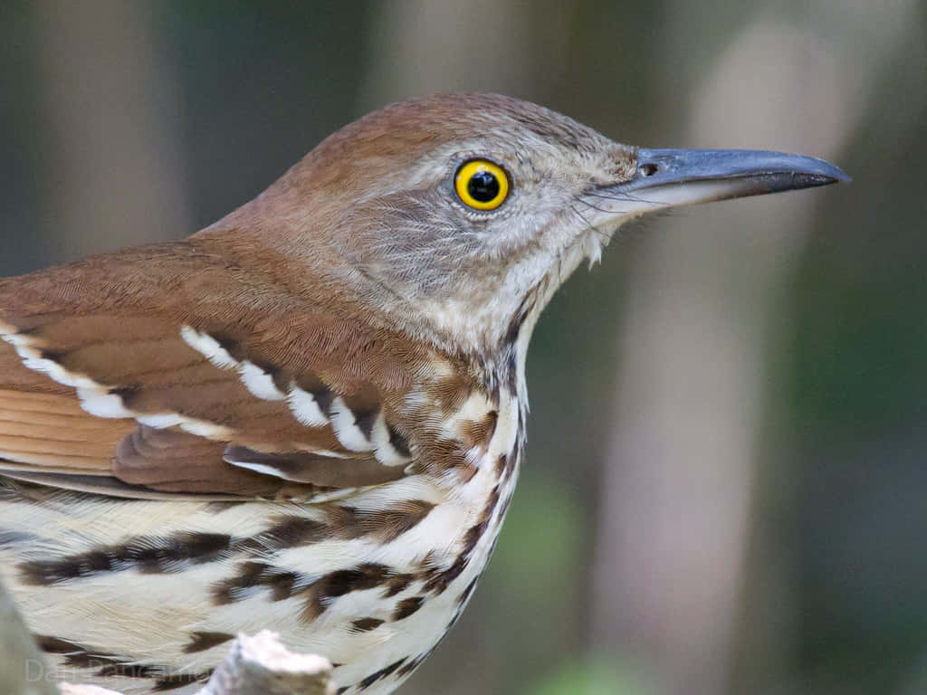 Brown Thrasher Perched On A Branch Wallpaper