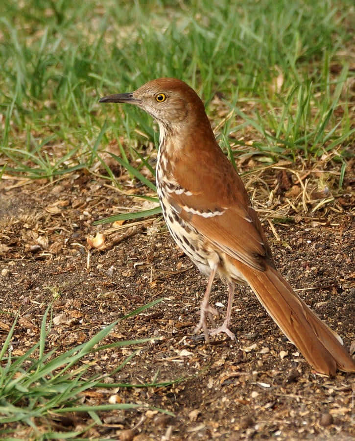 Brown Thrasher Perched On A Branch Wallpaper