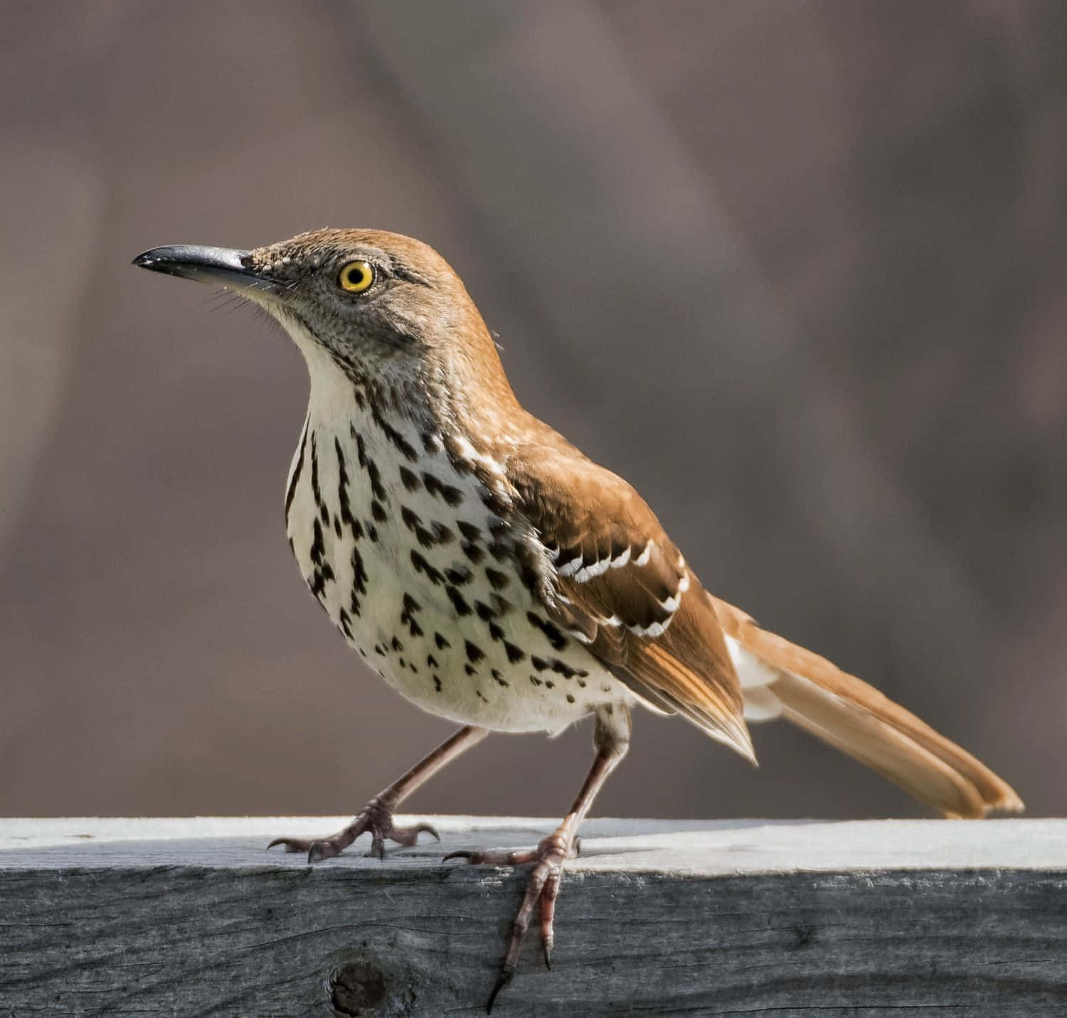 Brown Thrasher Perched On A Branch Wallpaper