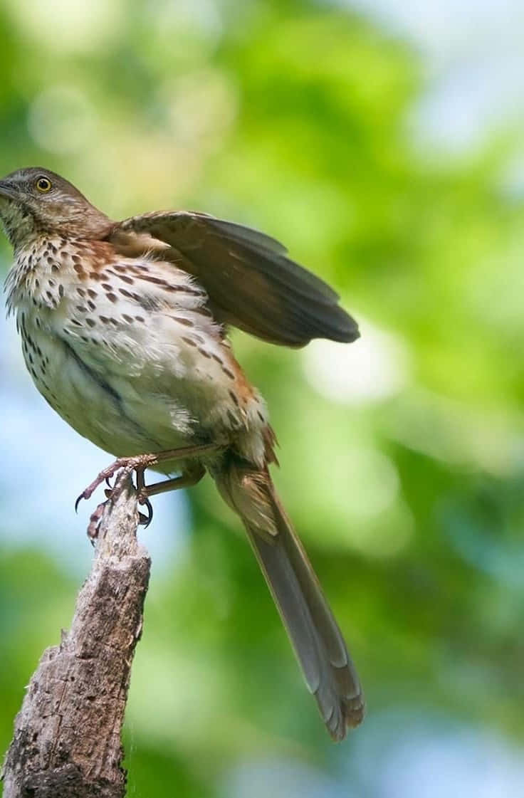 Brown Thrasher Perching On A Branch Wallpaper