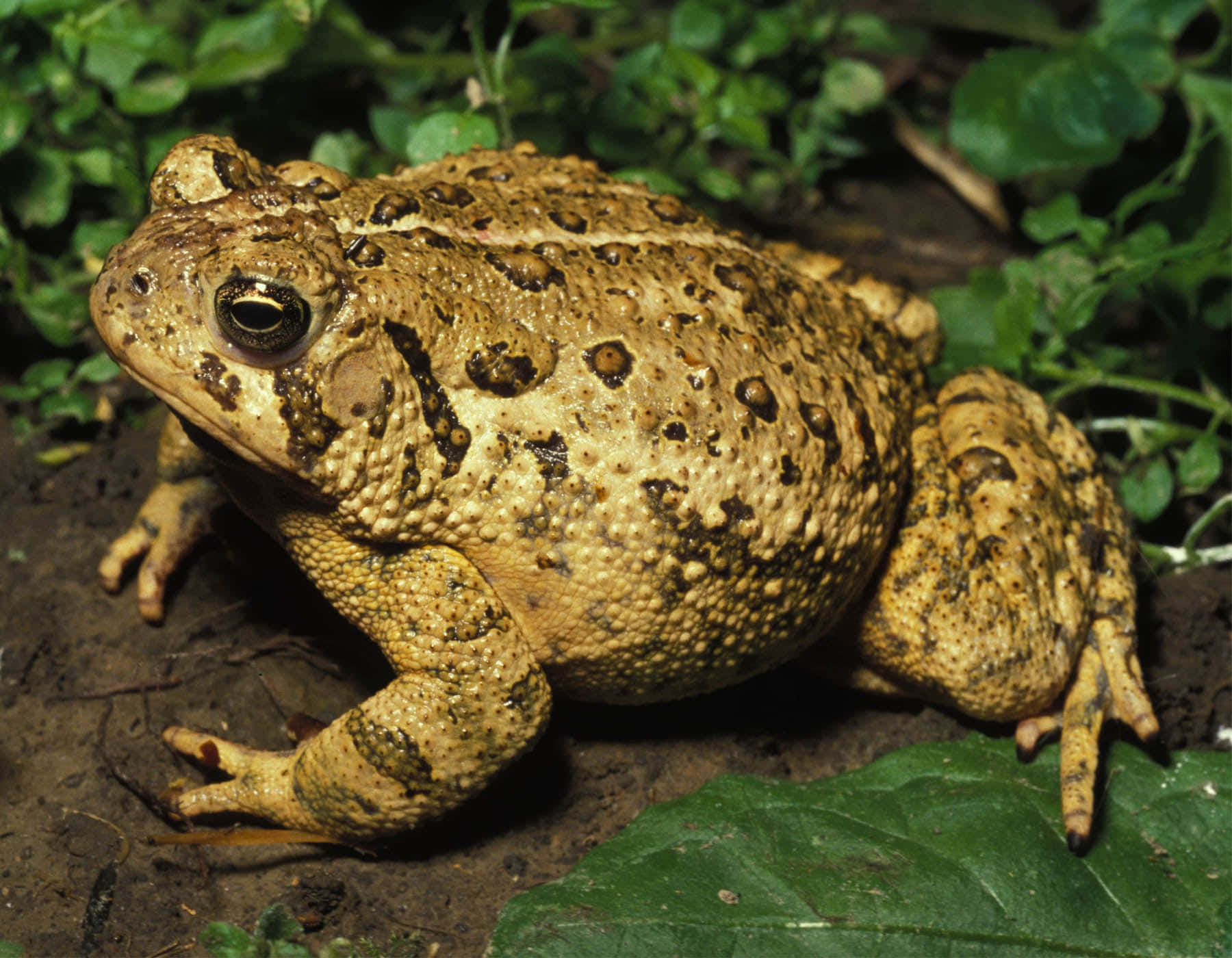 Brown True Toadin Natural Habitat.jpg Wallpaper