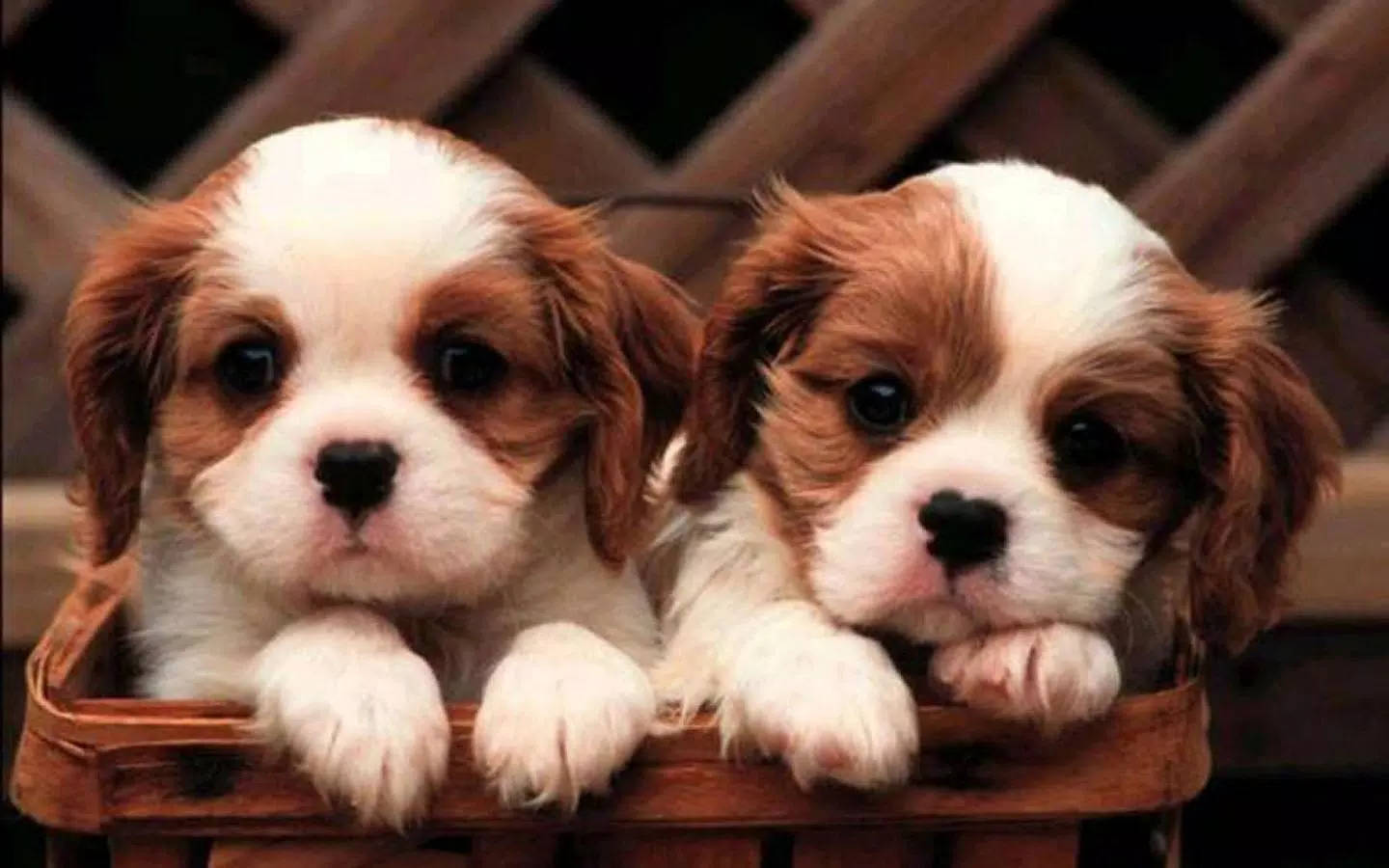 Brown White Cavalier King Charles Spaniel Puppy Desktop Wallpaper