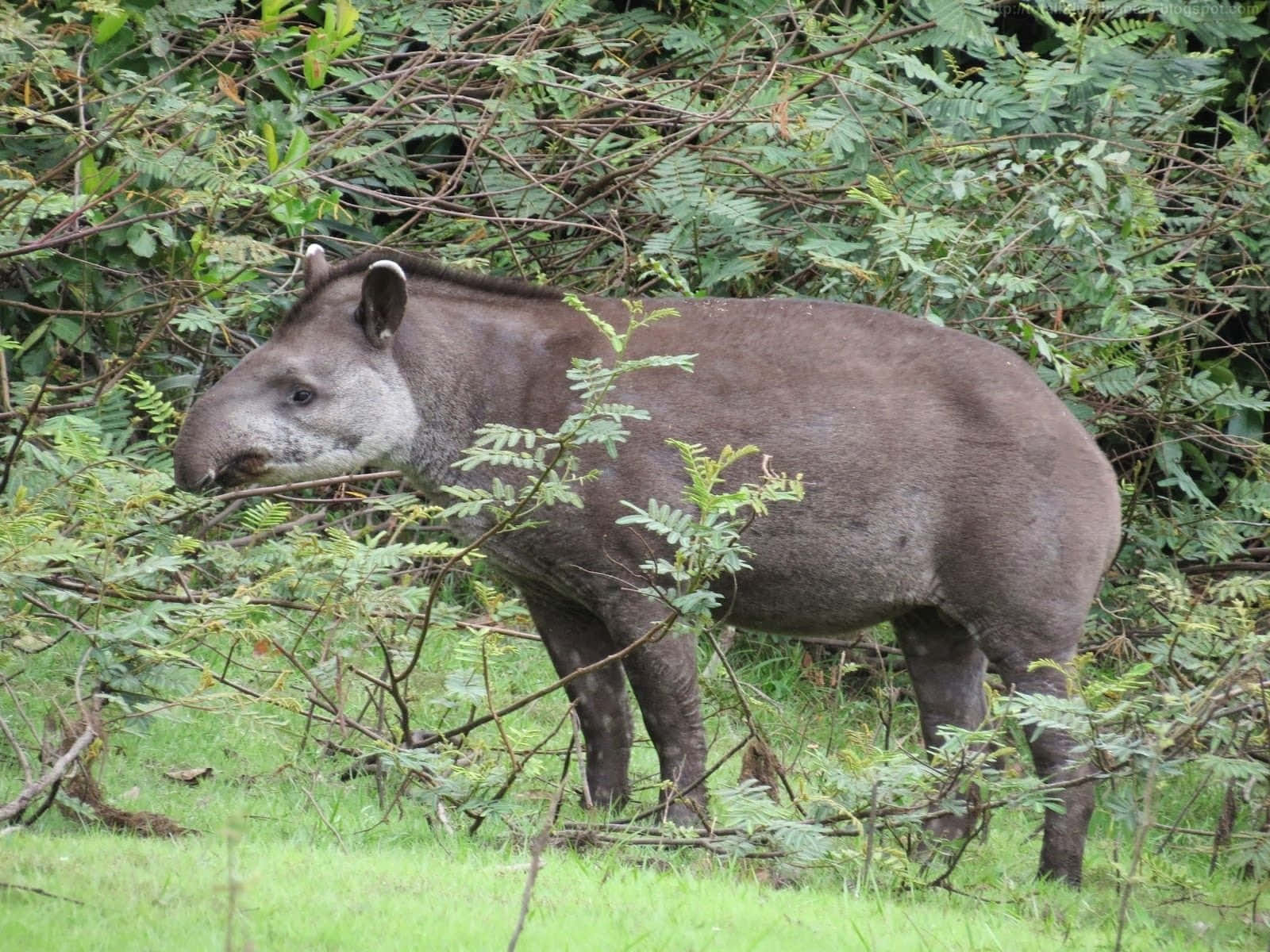 Browsing Tapirin Greenery Wallpaper