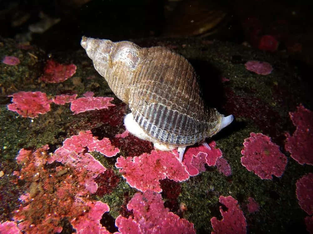 Buccinidae_ Snail_on_ Coral_ Reef Wallpaper