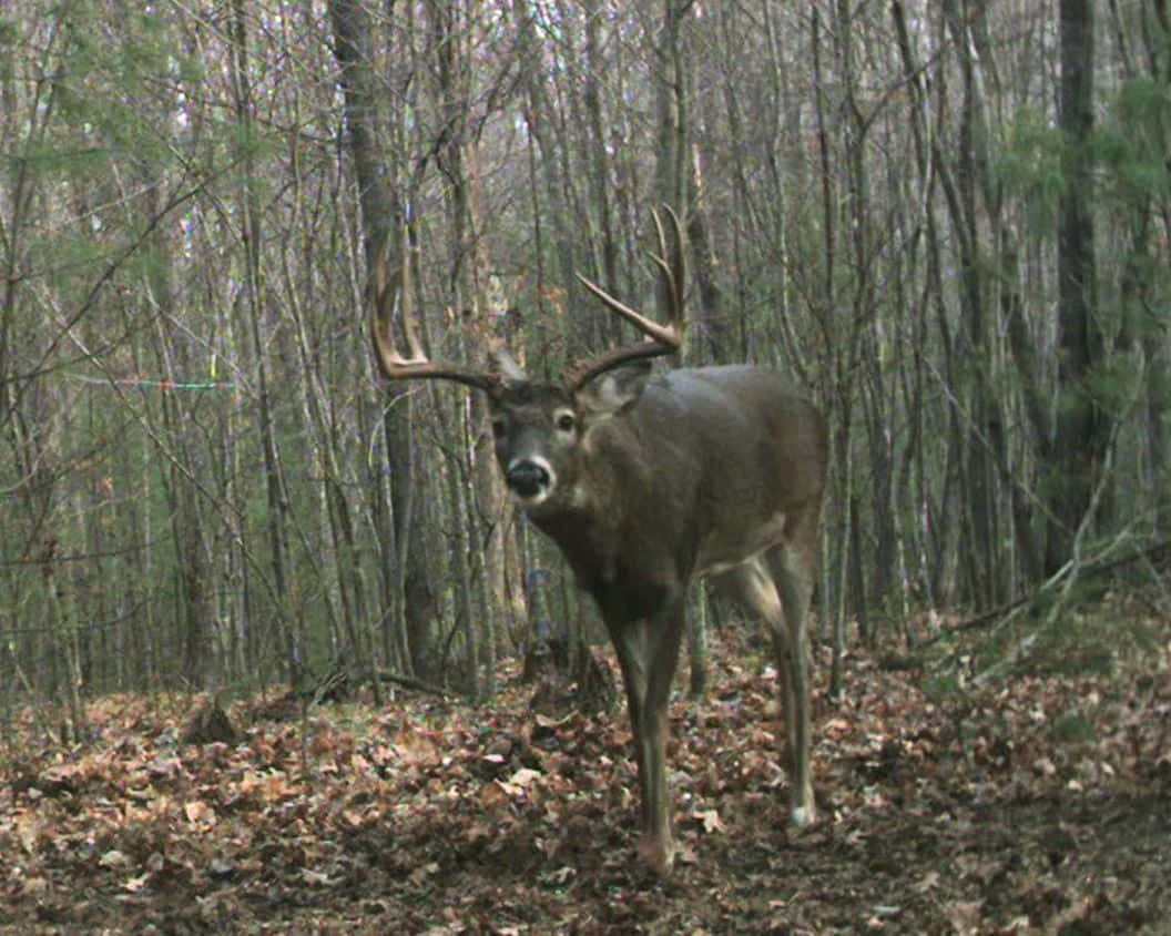 Buck In Forest Wallpaper