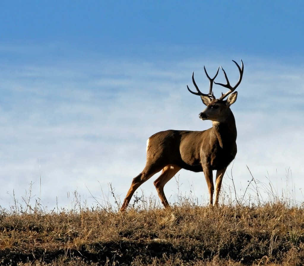 Buck In The Wild Wallpaper