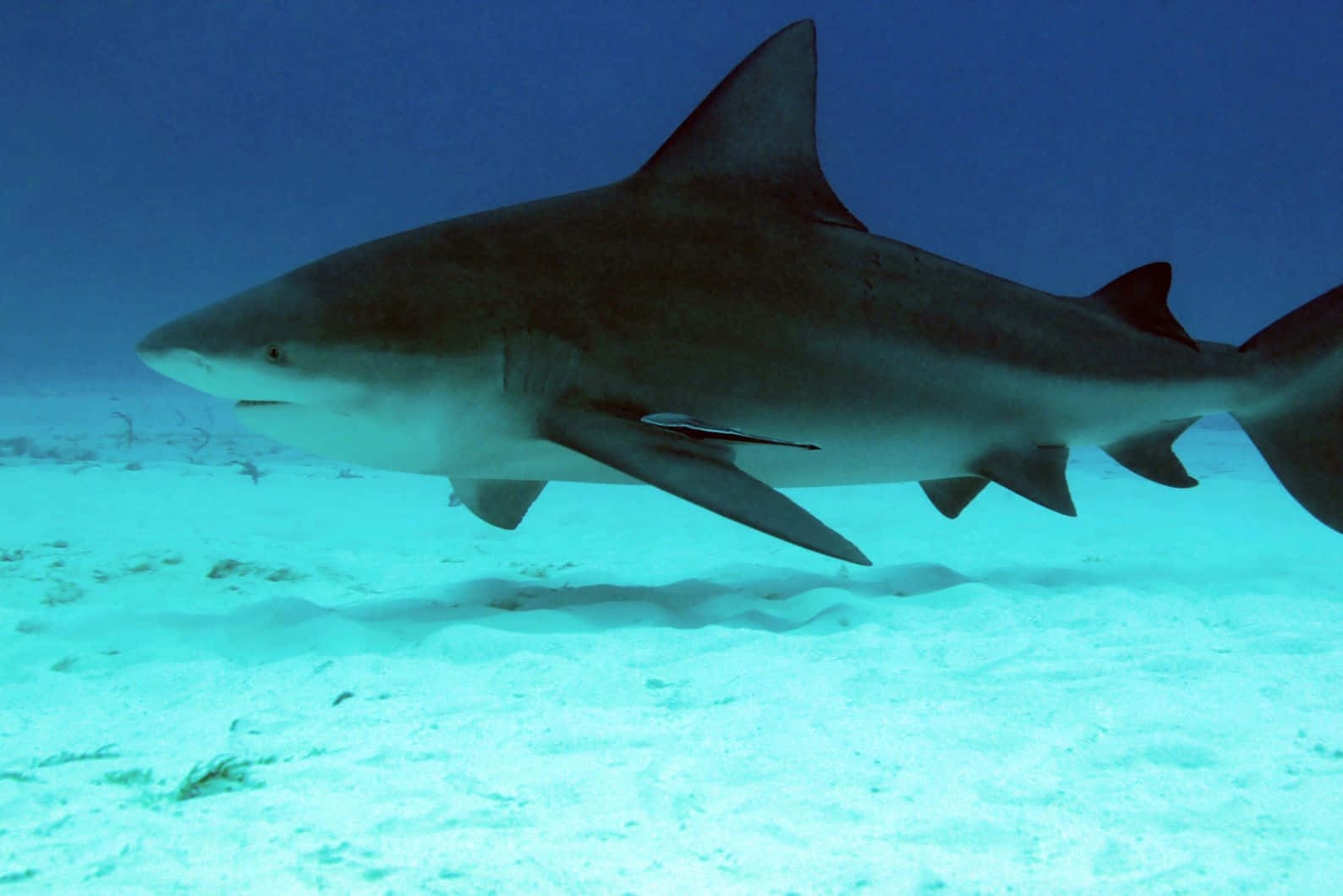 Bull Shark Swimming Over Sandy Seabed Wallpaper