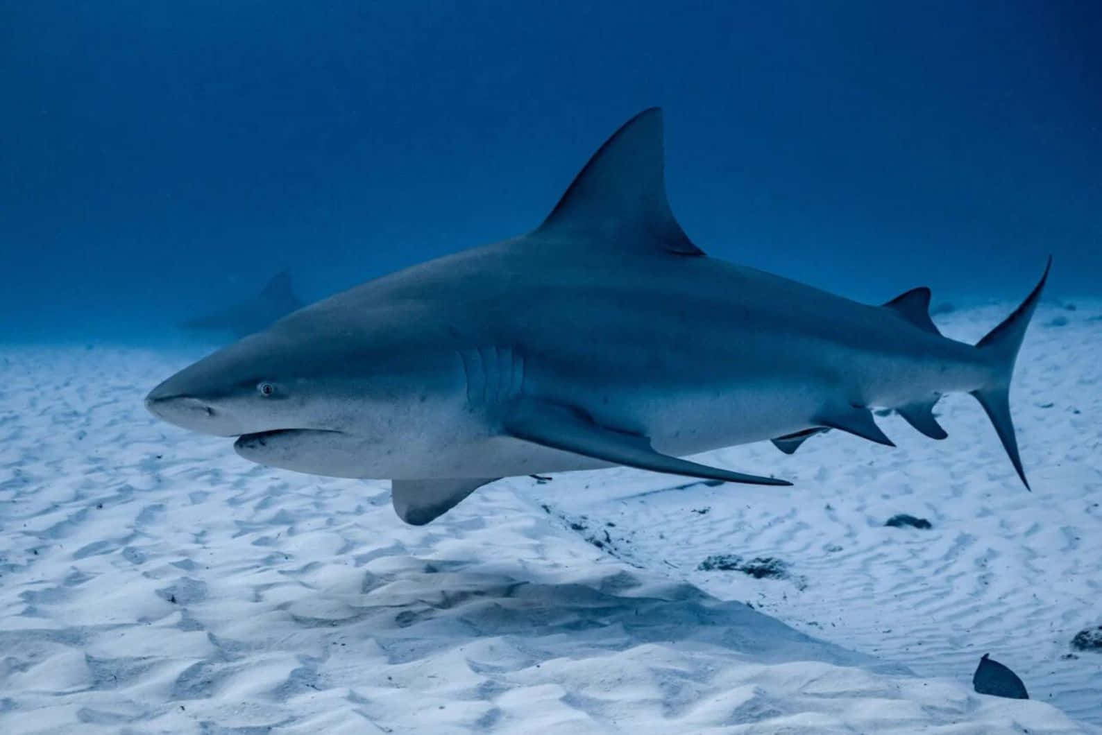 Bull Shark Swimming Over Sandy Seabed Wallpaper