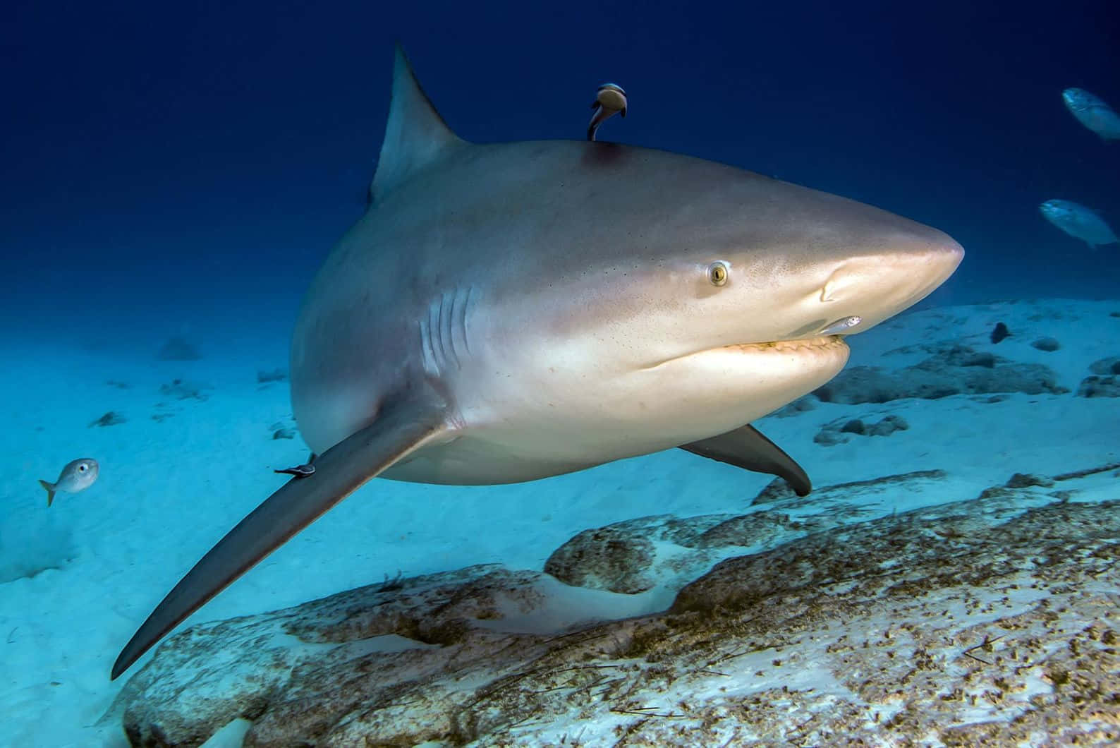 Bull Shark Swimming Over Sandy Seabed Wallpaper