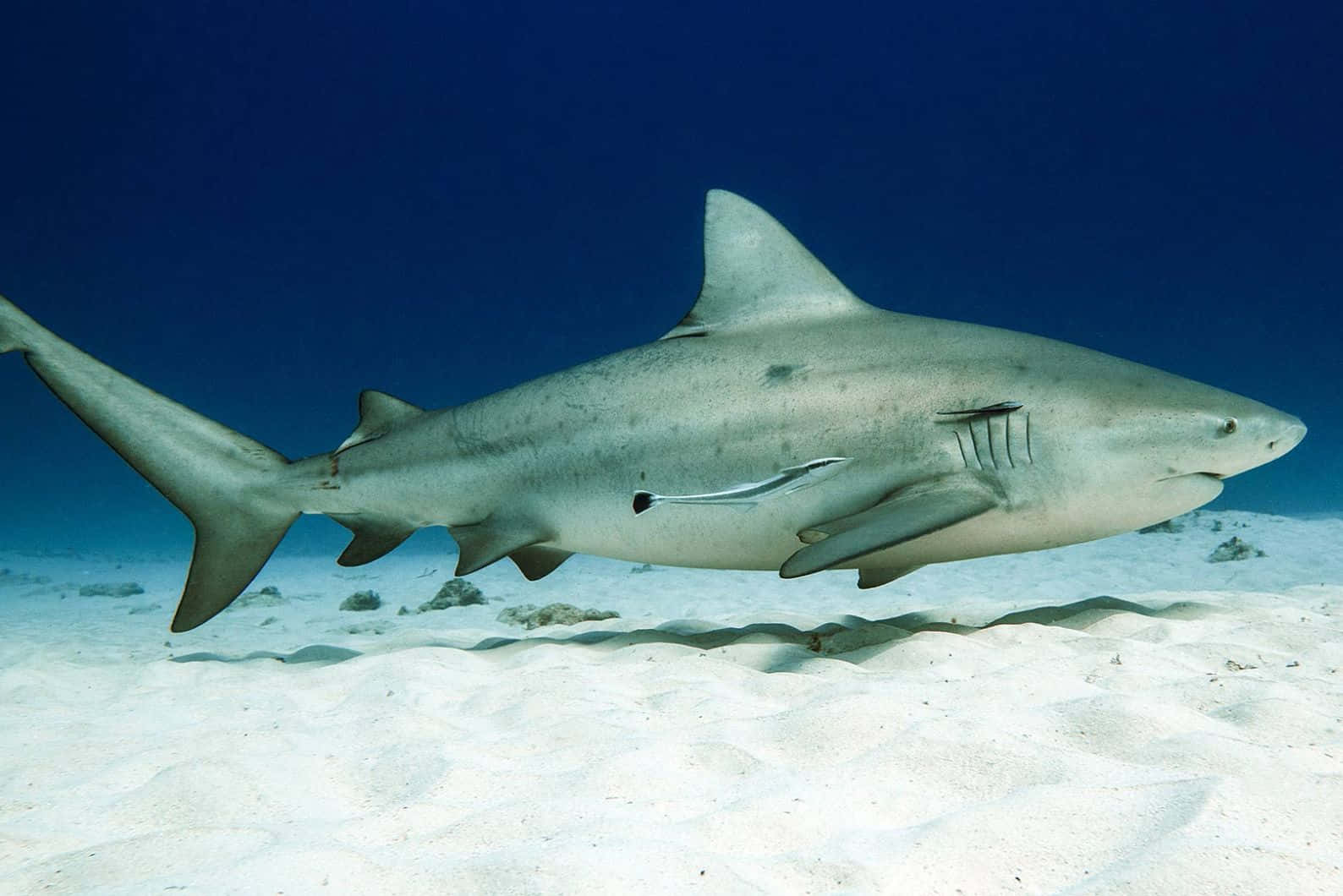 Bull Shark Swimming Over Sandy Seabed Wallpaper