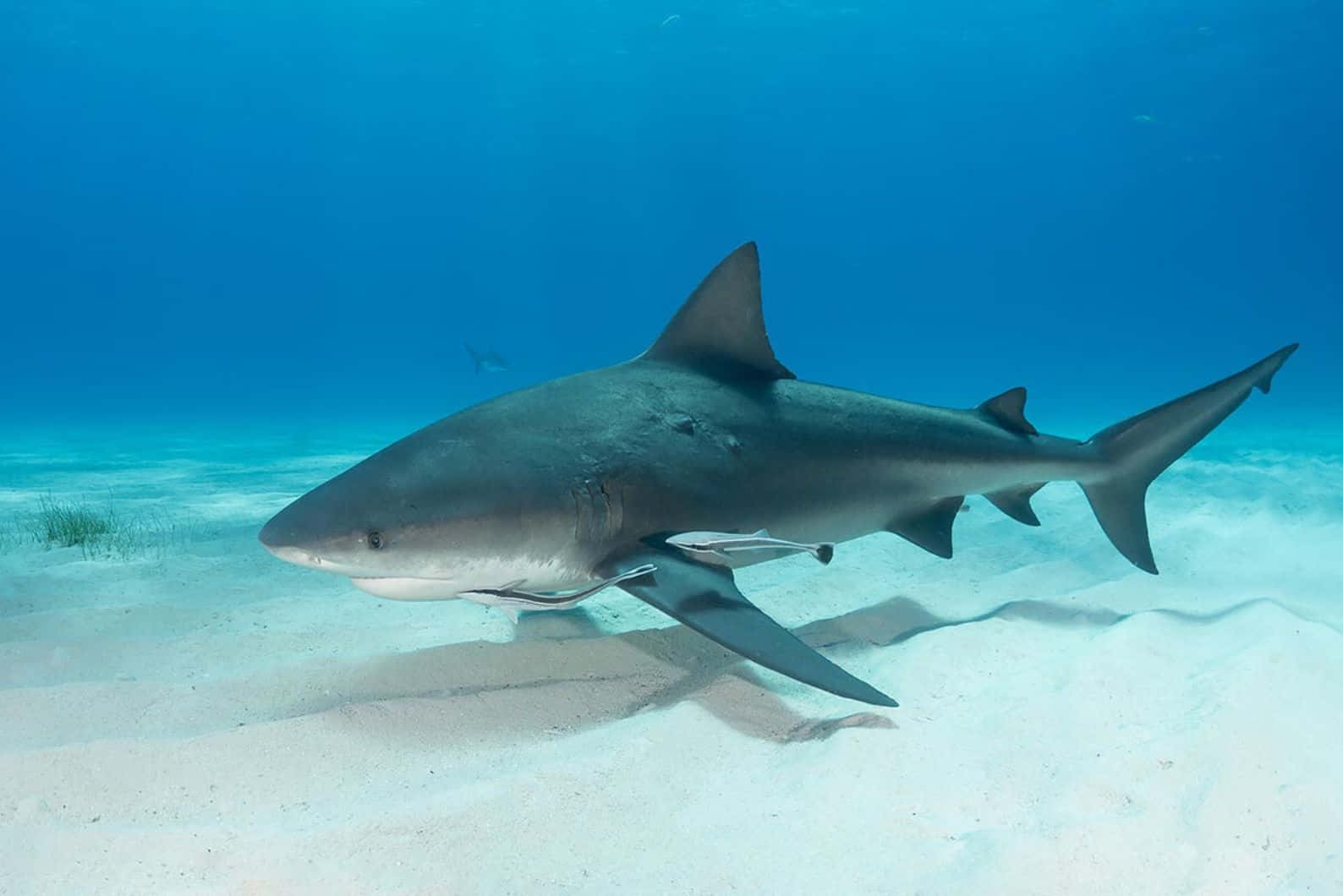 Bull Shark Swimming Over Sandy Seabed Wallpaper