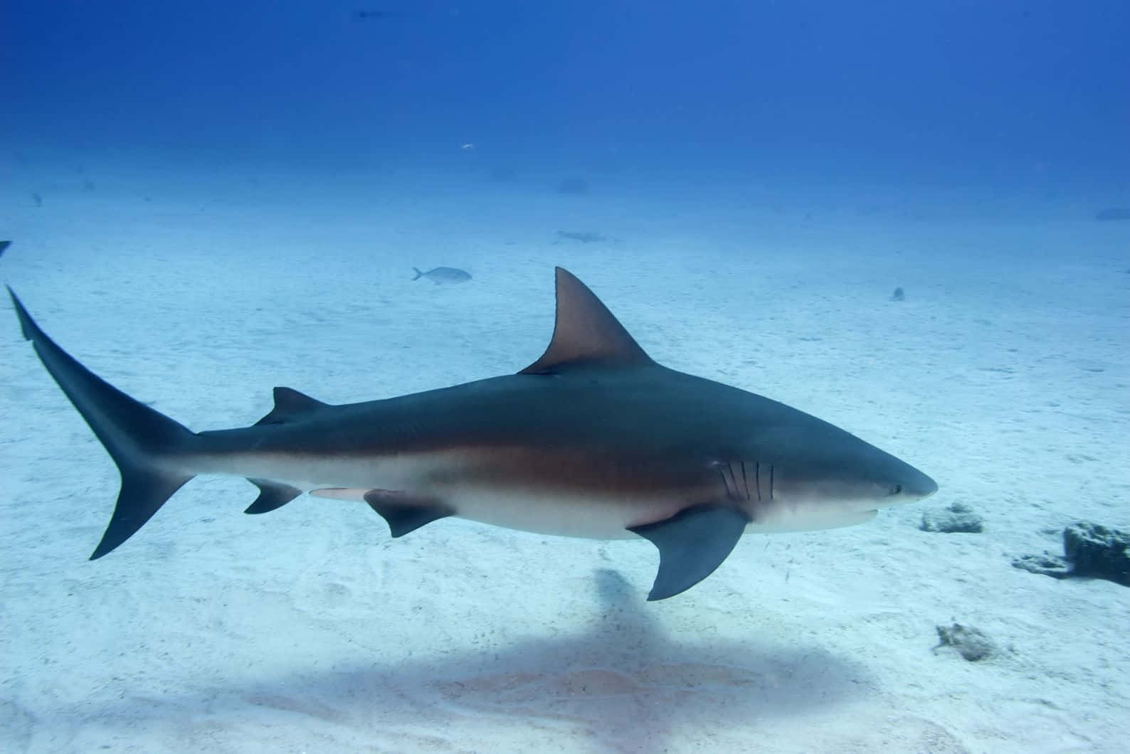 Bull Shark Swimming Over Sandy Seabed Wallpaper