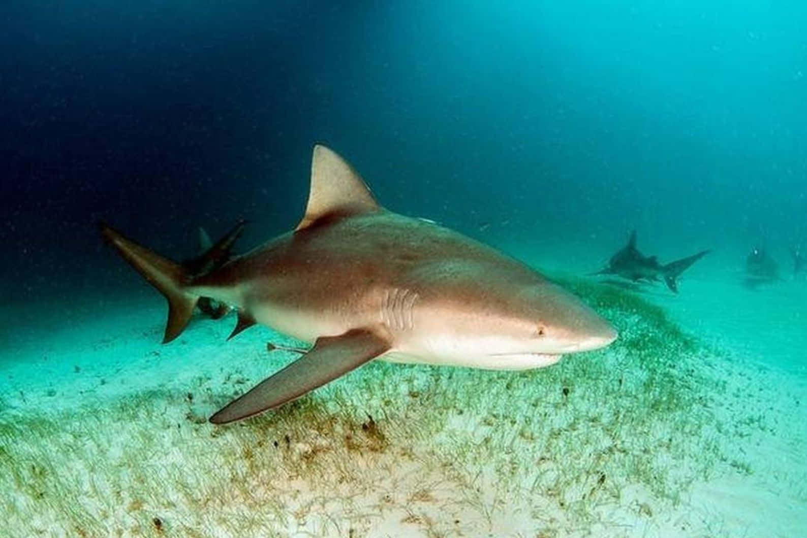 Bull Shark Swimming Over Seabed Wallpaper