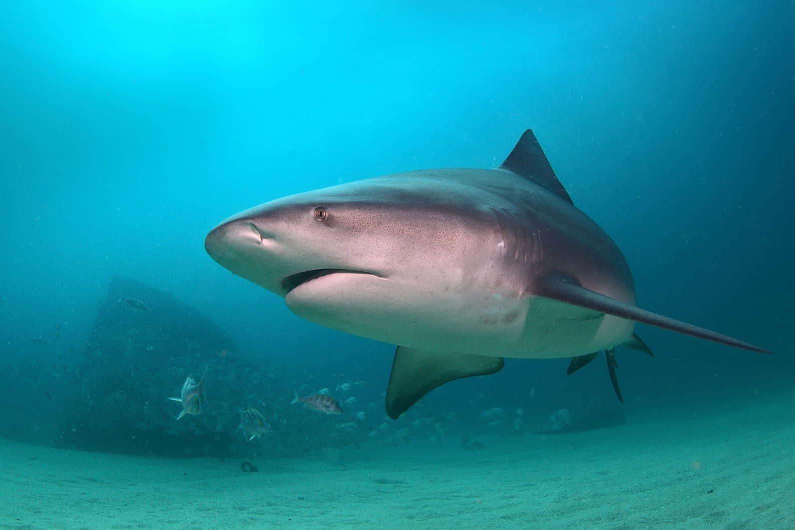 Bull Shark Swimming Underwater.jpg Wallpaper