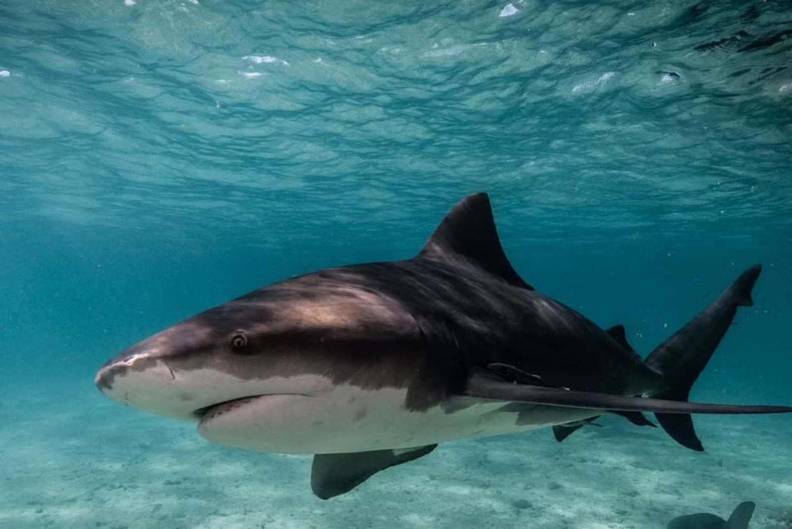 Bull Shark Swimming Underwater Wallpaper