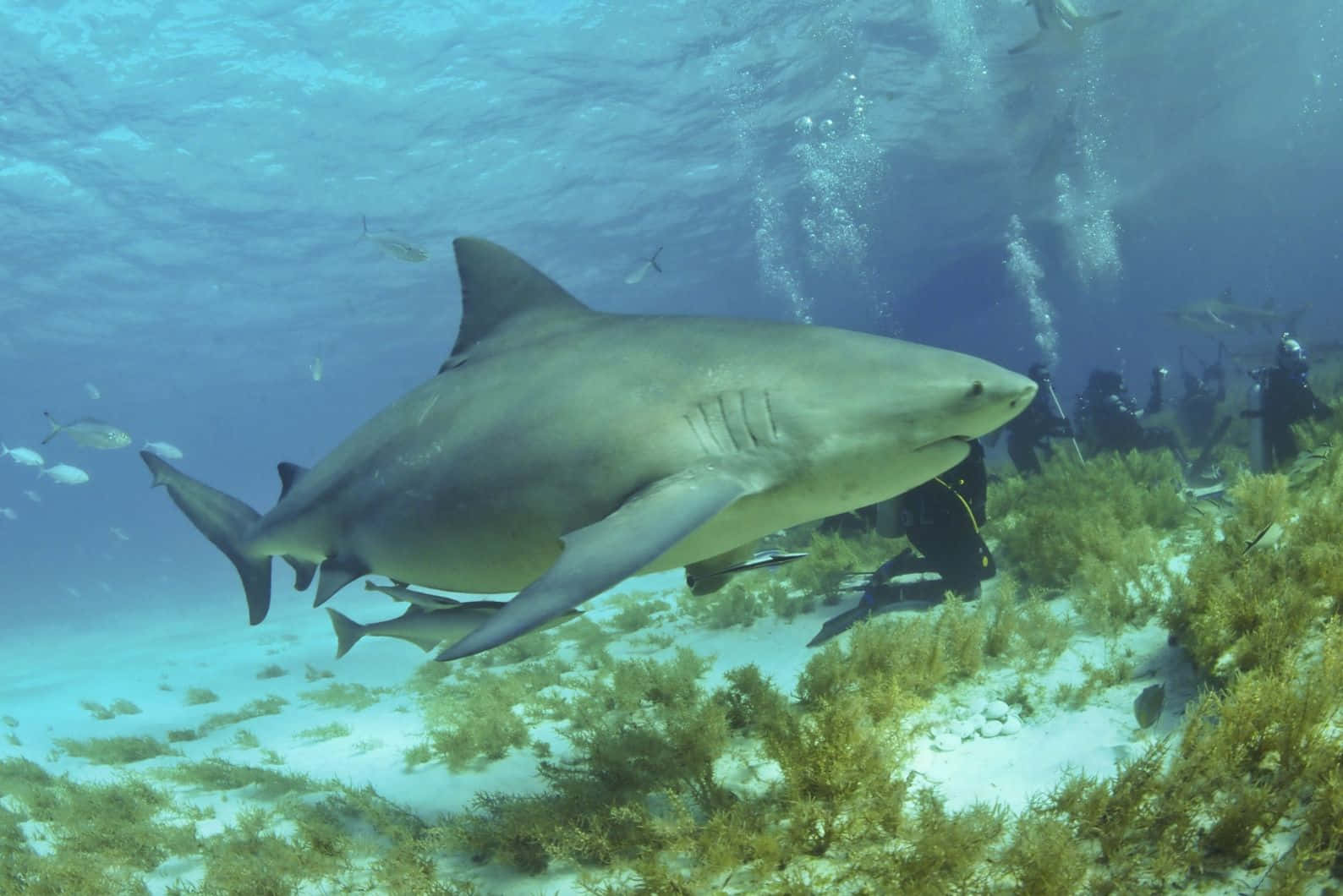 Bull Shark Swimming Underwater Wallpaper