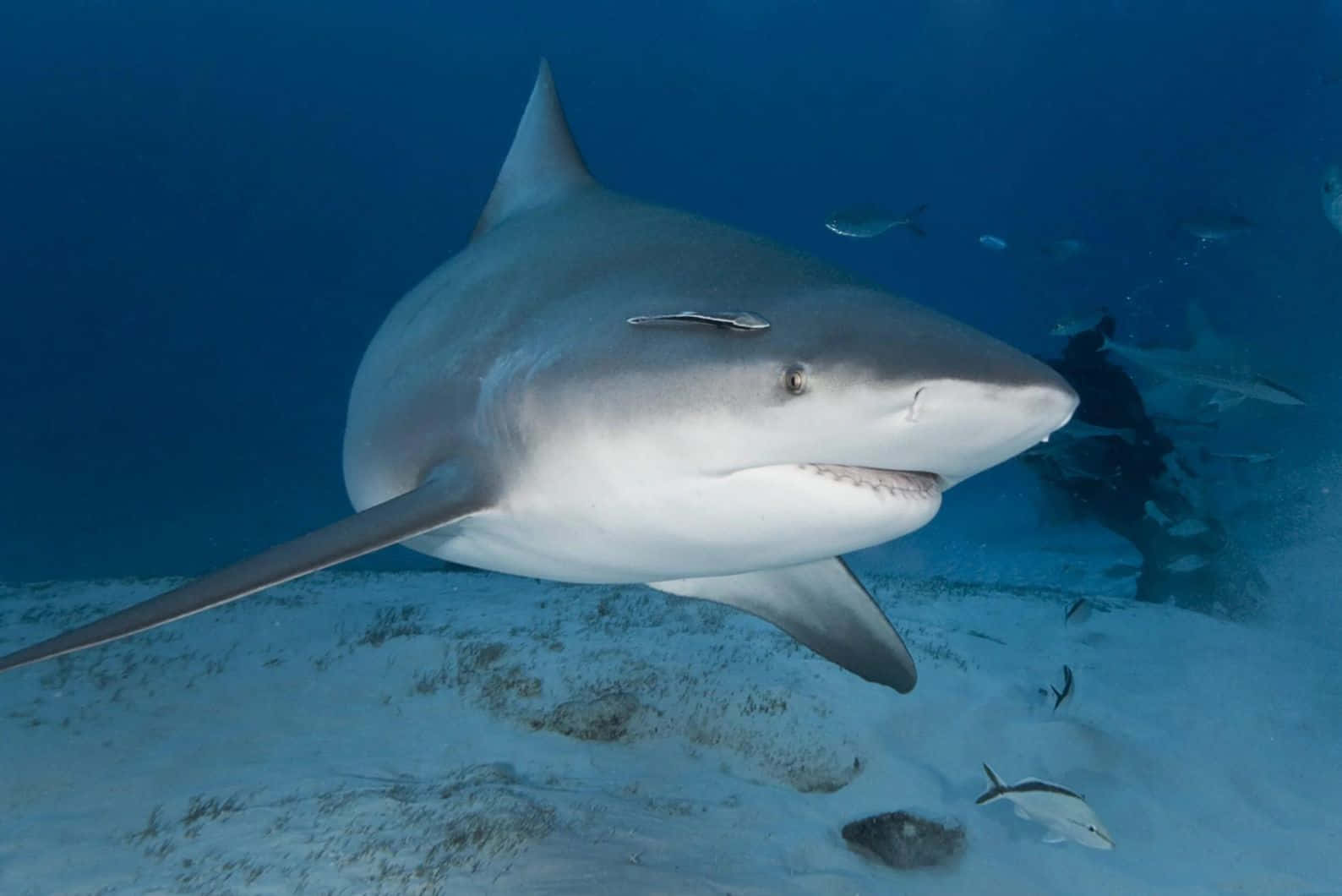 Bull Shark Swimming Underwater Wallpaper