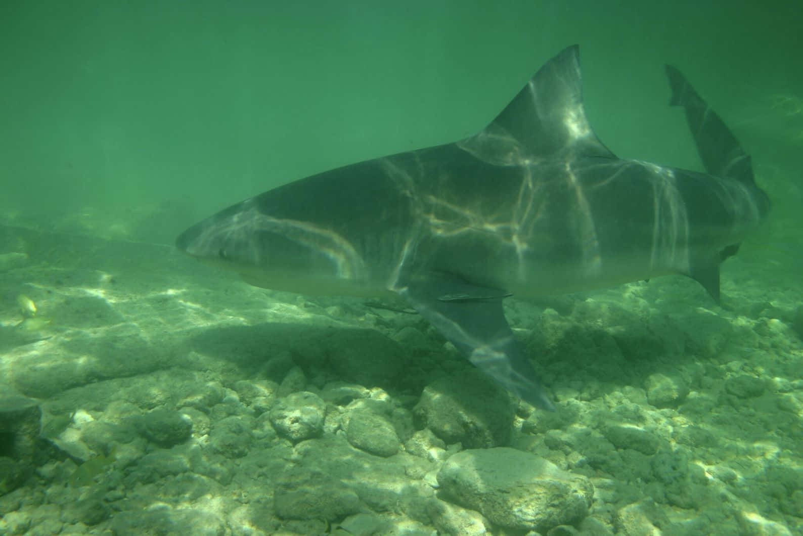 Bull Shark Underwater Wallpaper