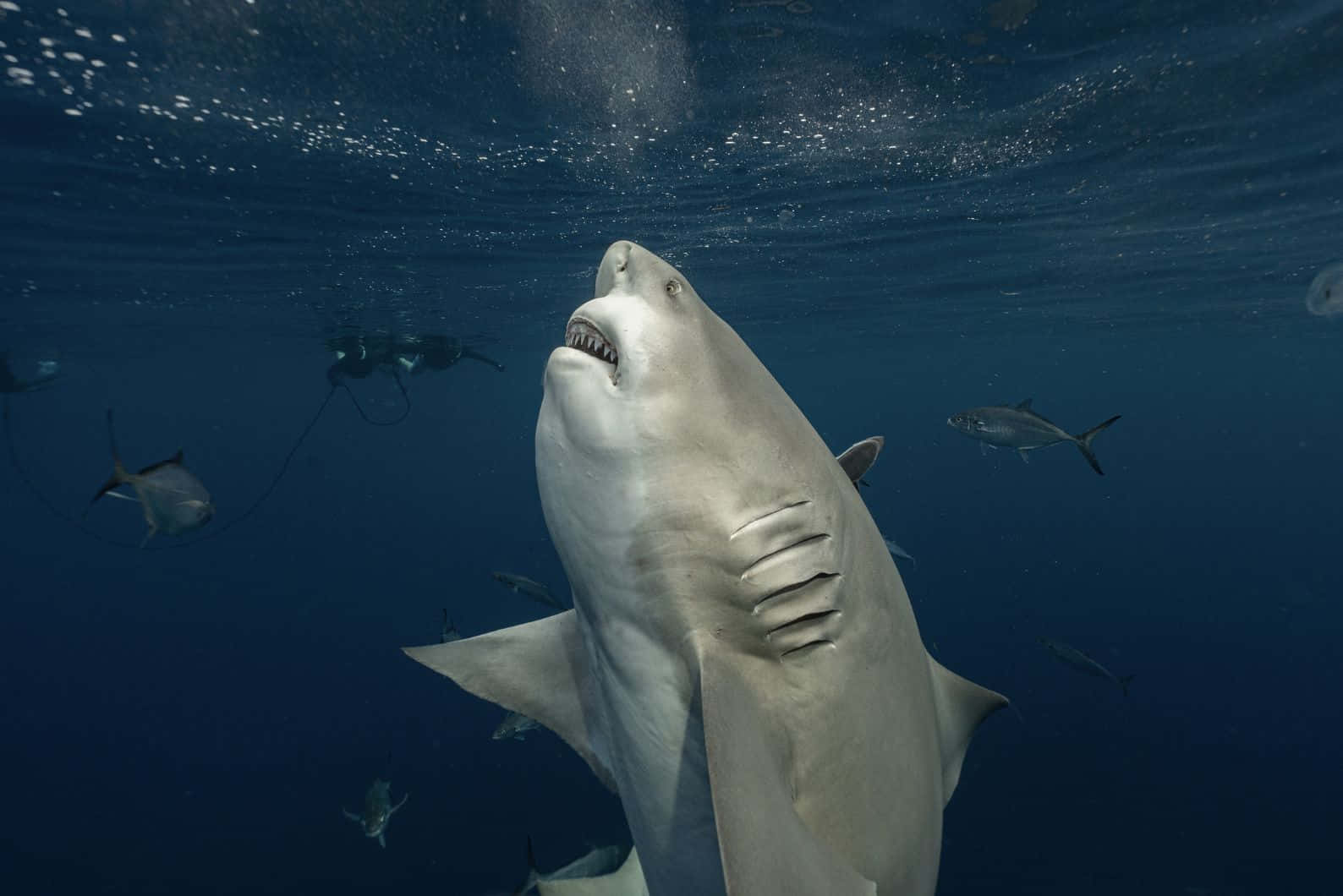 Bull Shark Underwater Encounter Wallpaper